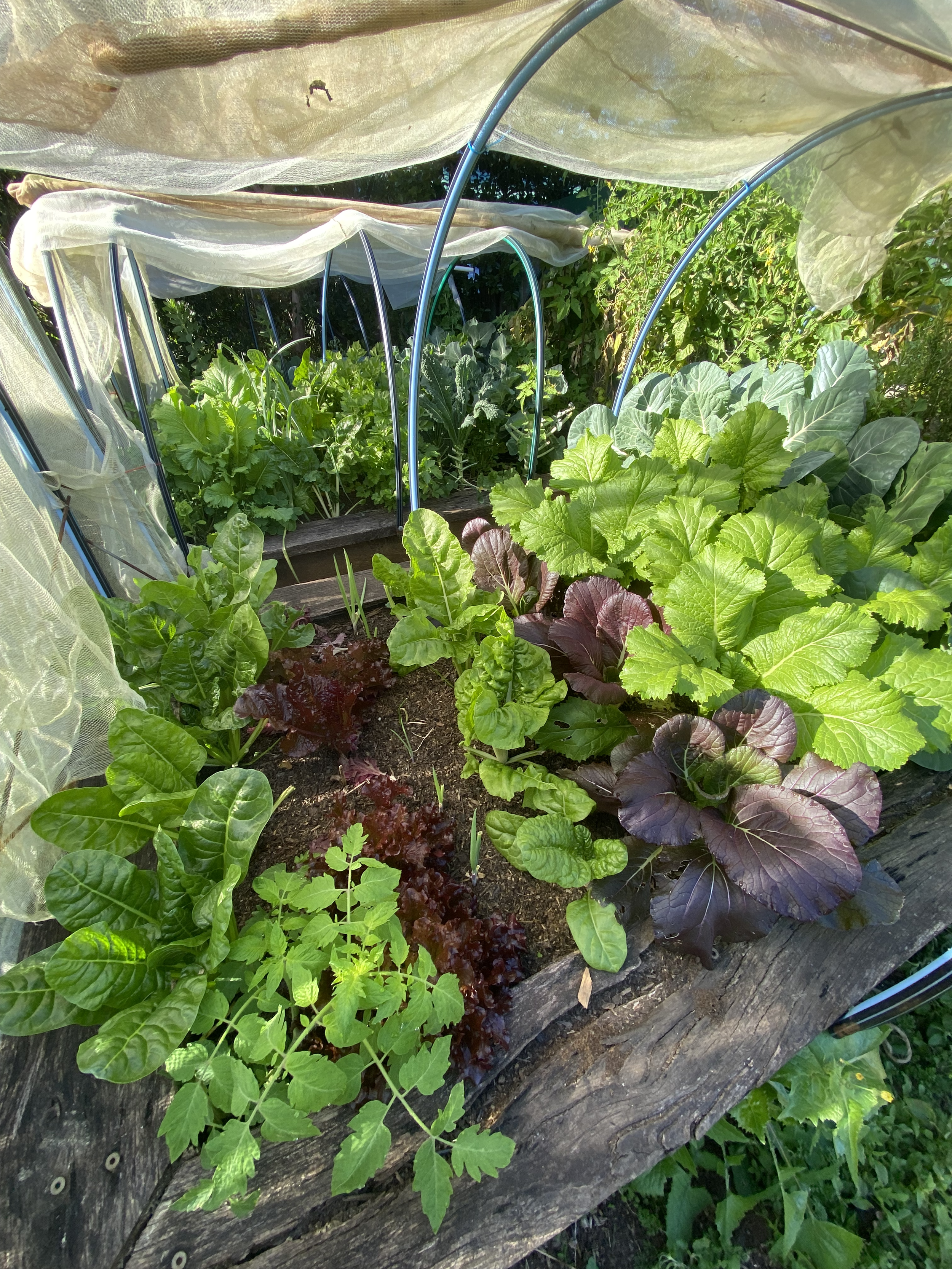 A vegetable garden patch with various green leafy vegetables planted in a raised bed. The bed is covered with a translucent plastic cover supported by metal hoops to protect the plants.