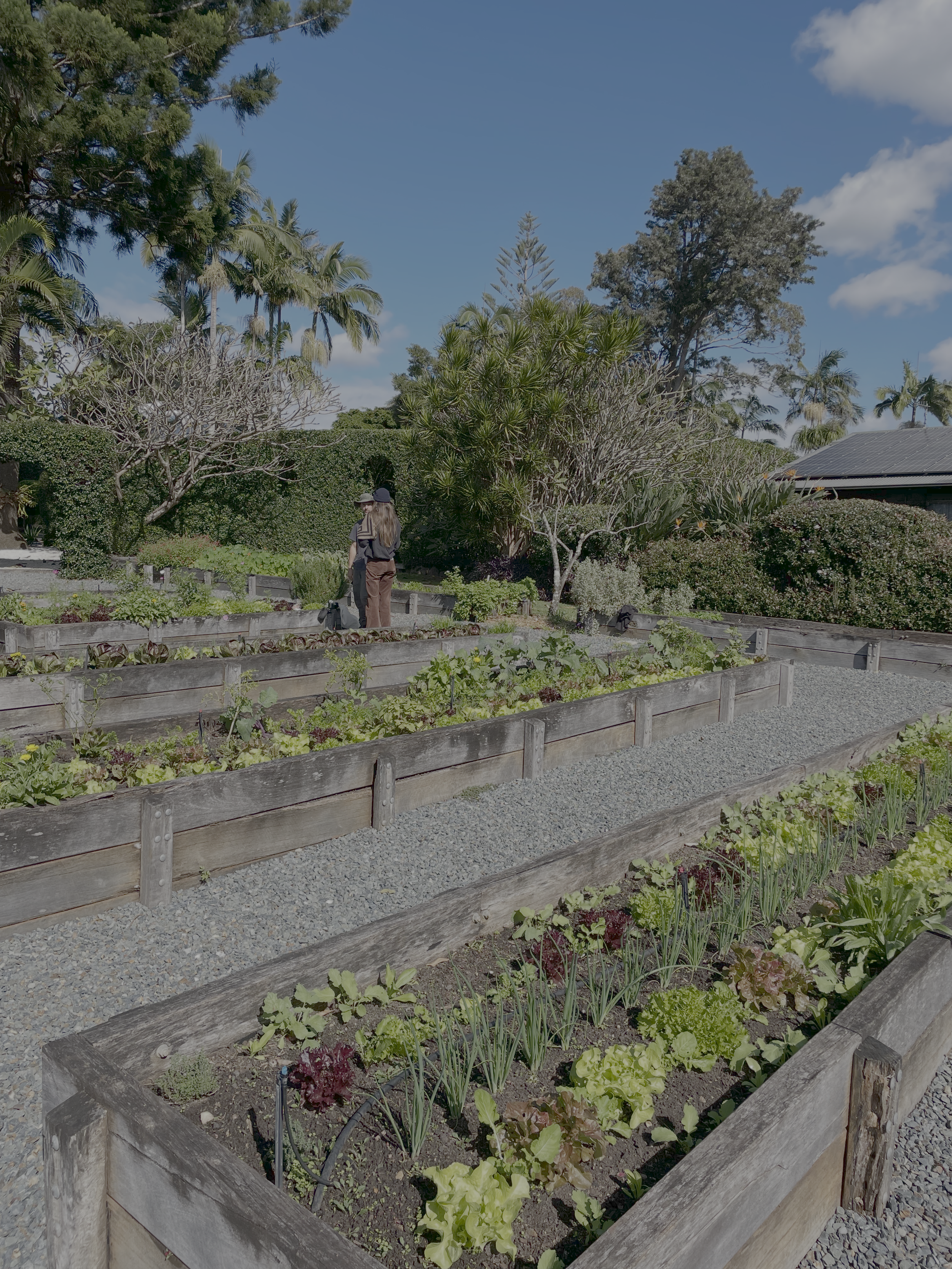 A garden with raised wooden beds filled with various green leafy vegetables and herbs. Behind the garden, there are tall trees and shrubs, with a clear blue sky overhead. Two people are standing and conversing near the garden.