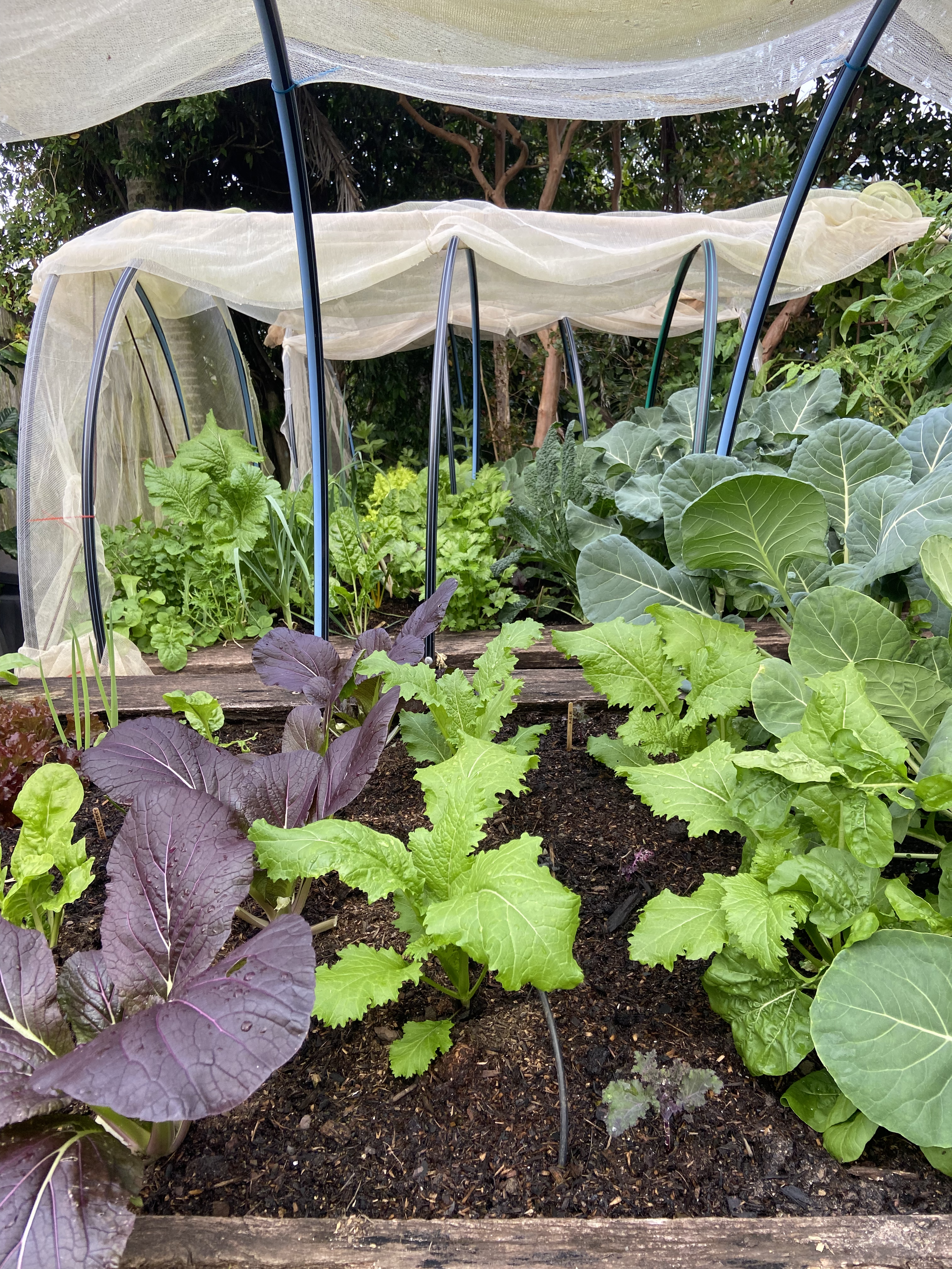 A vegetable garden with various leafy greens, including purple and green lettuce, surrounded by a protective mesh cover supported by metal hoops.