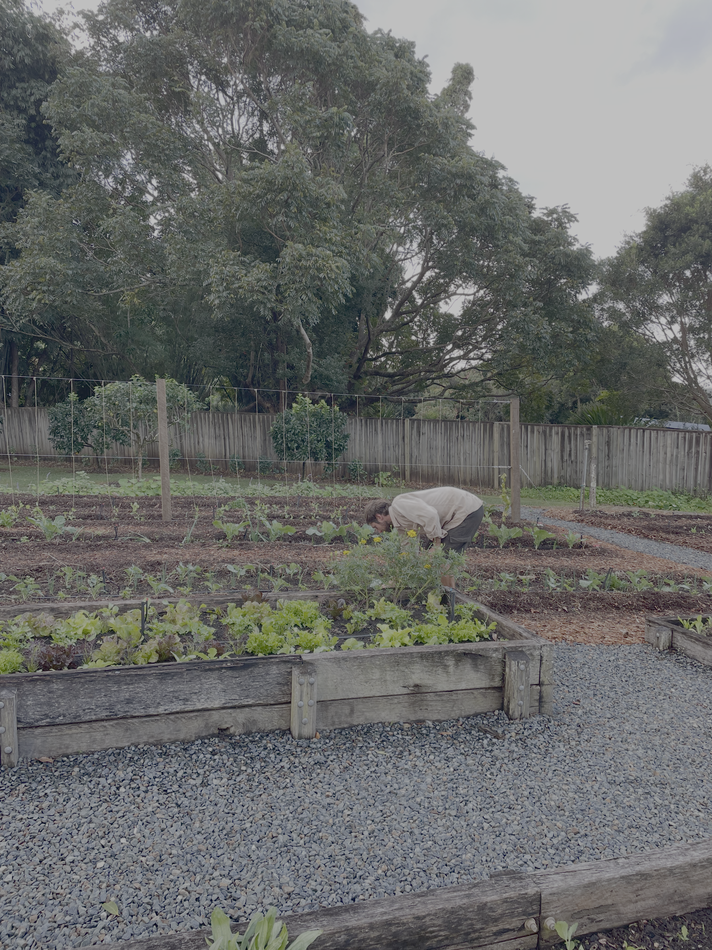 A person tending to vegetable plants in a garden with a gravel path, wooden raised beds, a wooden fence, and large trees in the background.