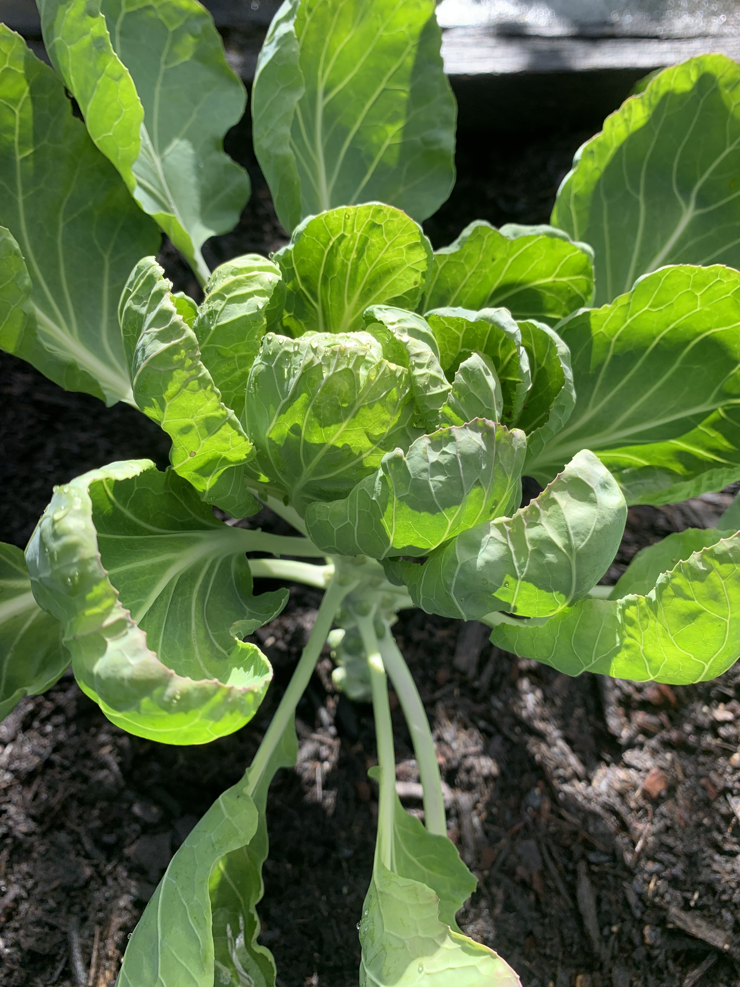 A green leafy plant, possibly a type of lettuce or similar vegetable, growing in dark soil with some water droplets on the leaves.