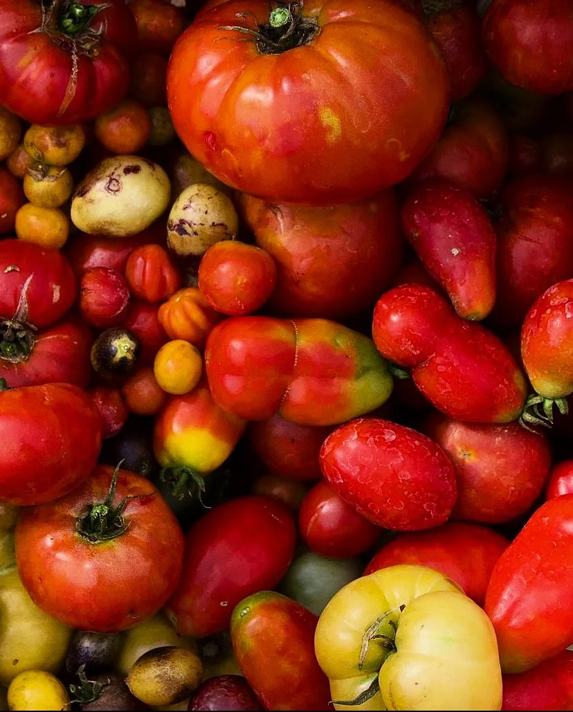 A close-up image of various heirloom tomatoes in red, yellow, orange, and green colors, some with blemishes and irregular shapes.