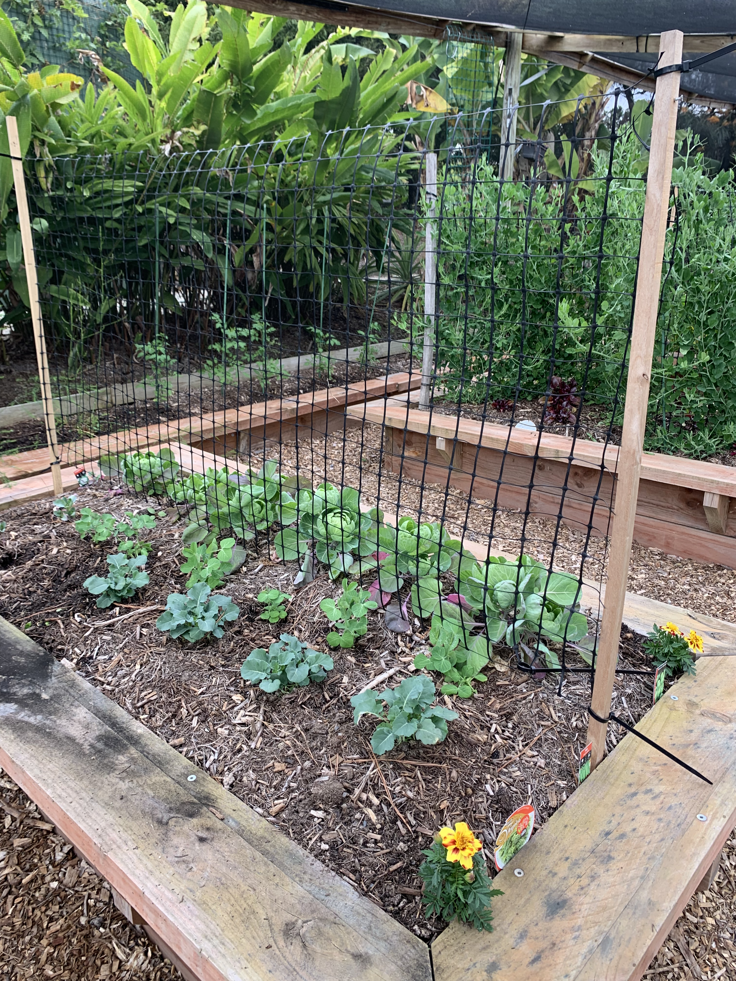 Raised garden bed with various plants, including leafy greens, flowers, and taller plants, enclosed with a wooden frame and black wire mesh for protection, in an outdoor garden setting.