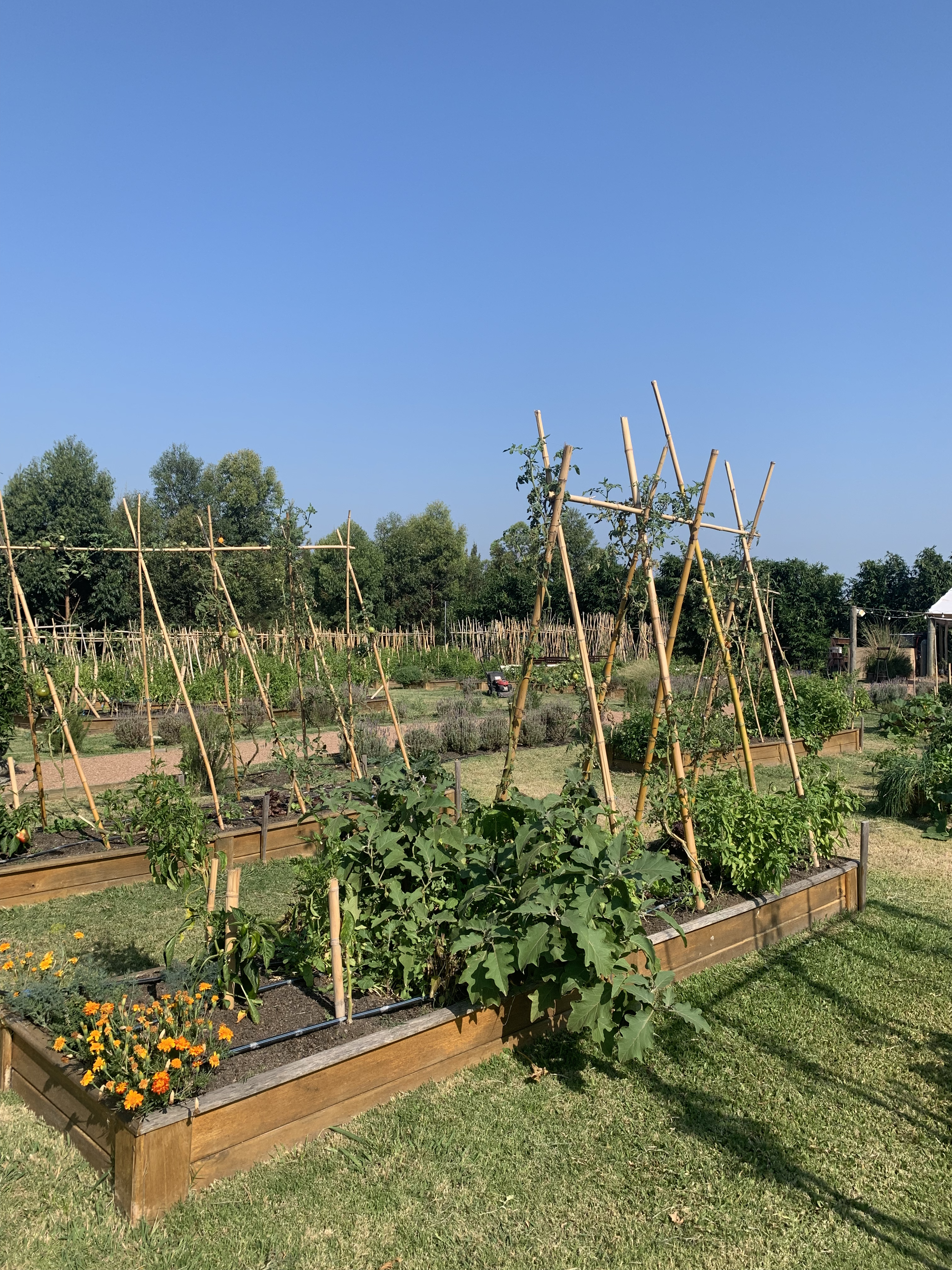 A garden with raised wooden garden beds filled with plants, some supported by bamboo trellises, under a clear blue sky with a few trees in the background.