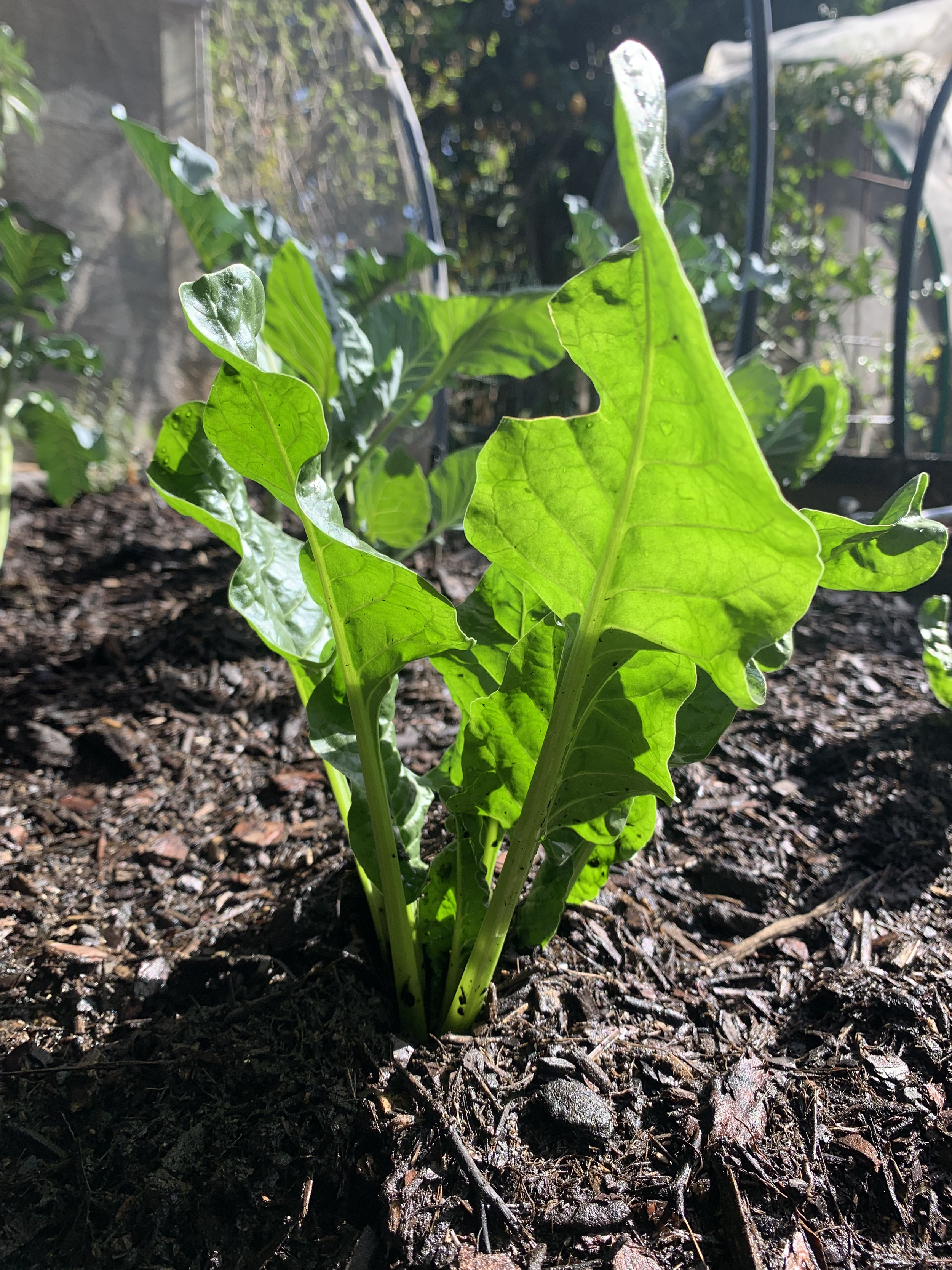 Close-up of a young green plant with broad leaves growing in dark soil, with sunlight shining on the leaves, and a blurred garden background.
