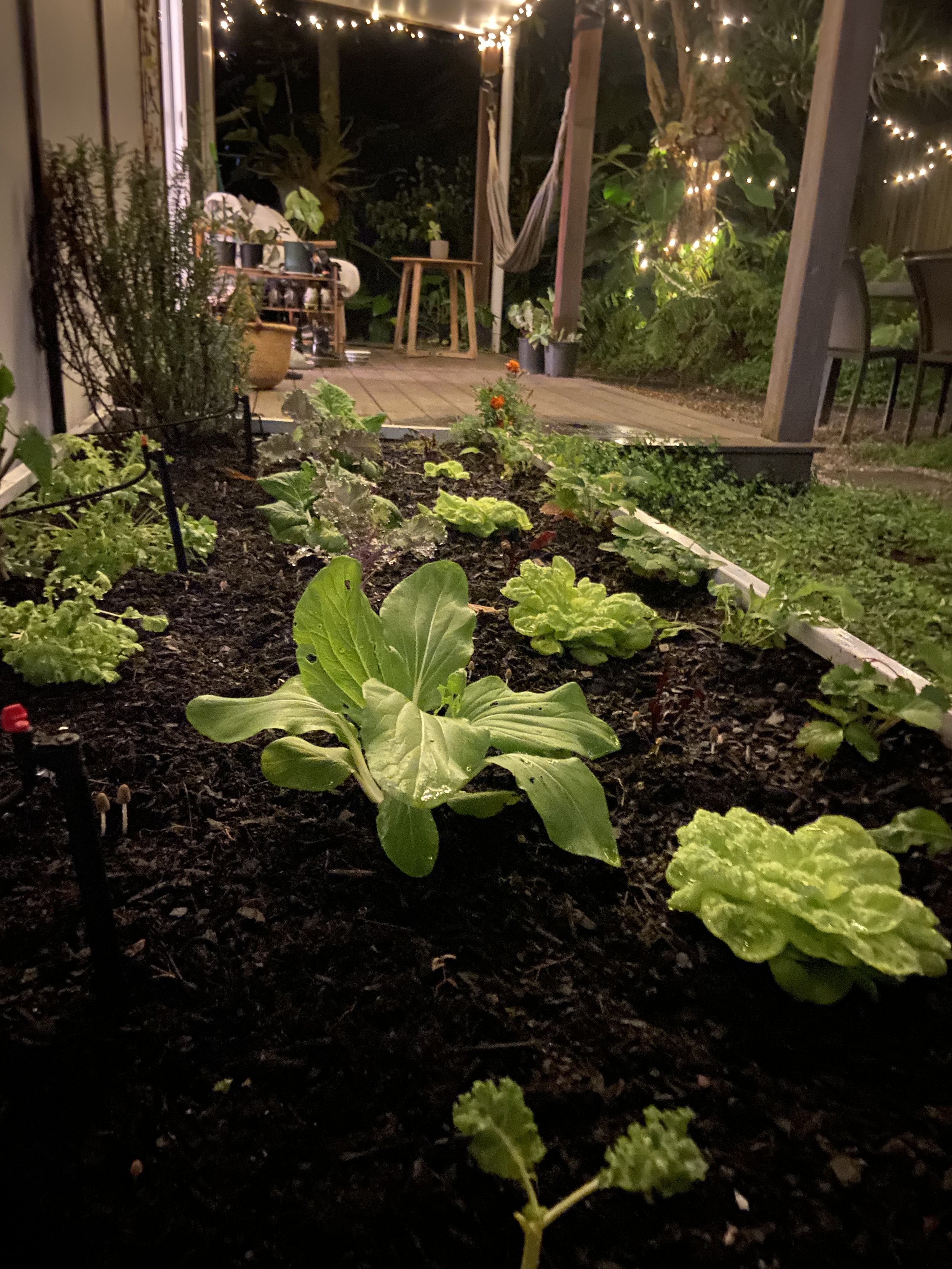A garden with leafy greens, lettuce, and other plants growing in dark soil. In the background, a deck with string lights, potted plants, and outdoor furniture is visible.