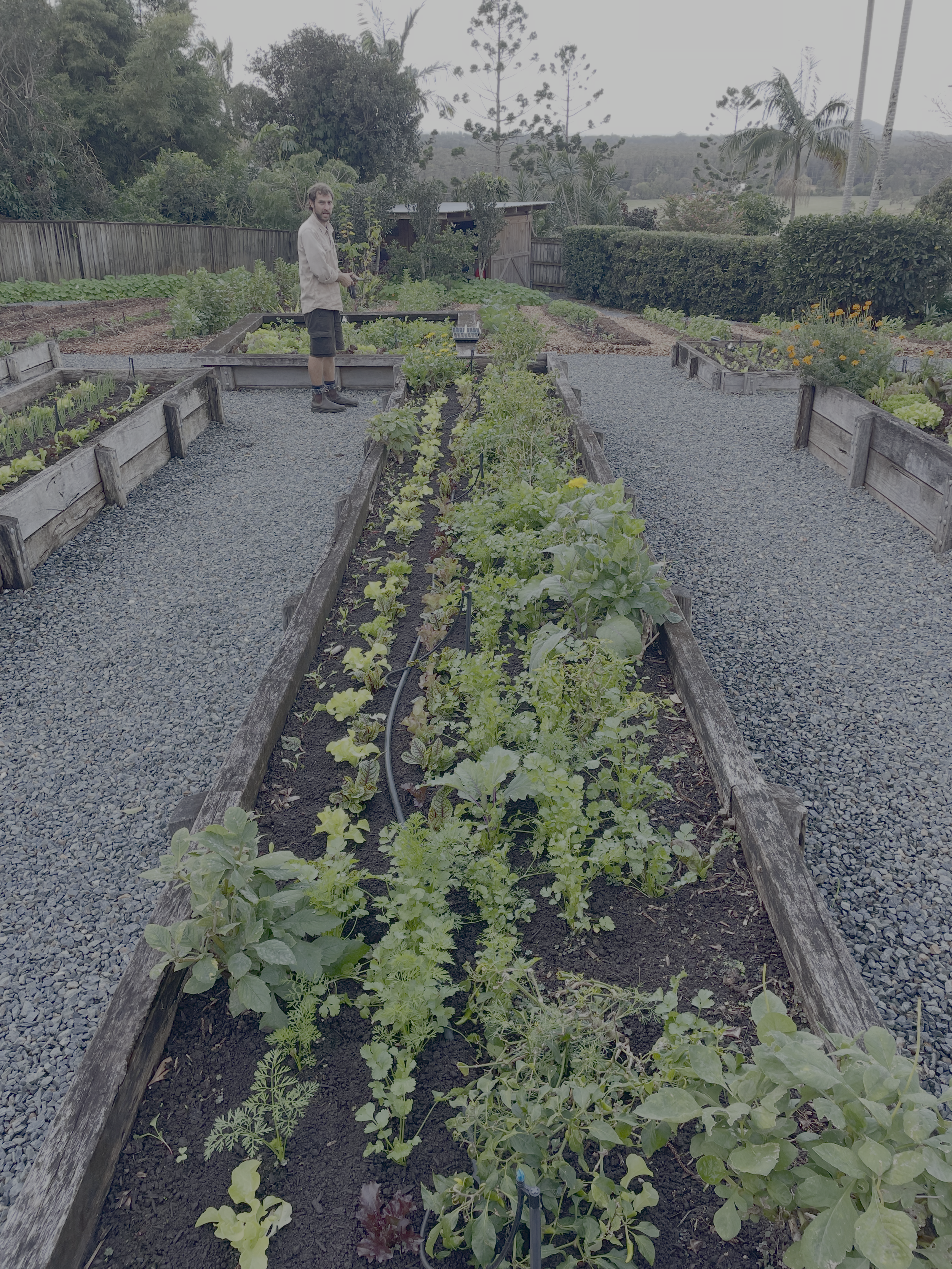 A person standing in a garden bed with various leafy vegetables, beside gravel pathways, with trees and a wooden fence in the background.