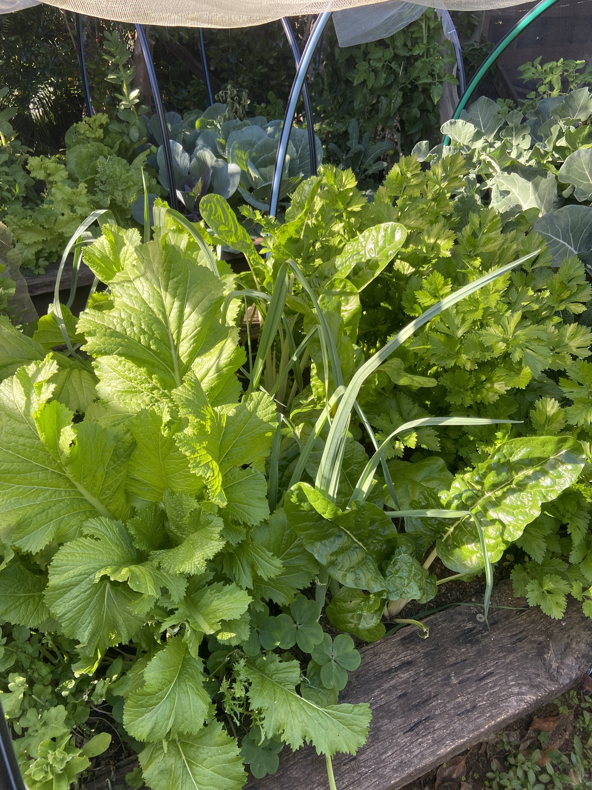 A garden bed with various leafy green vegetables, including lettuce, cilantro, and other herbs, with a wooden edge and some garden tools or stakes visible.
