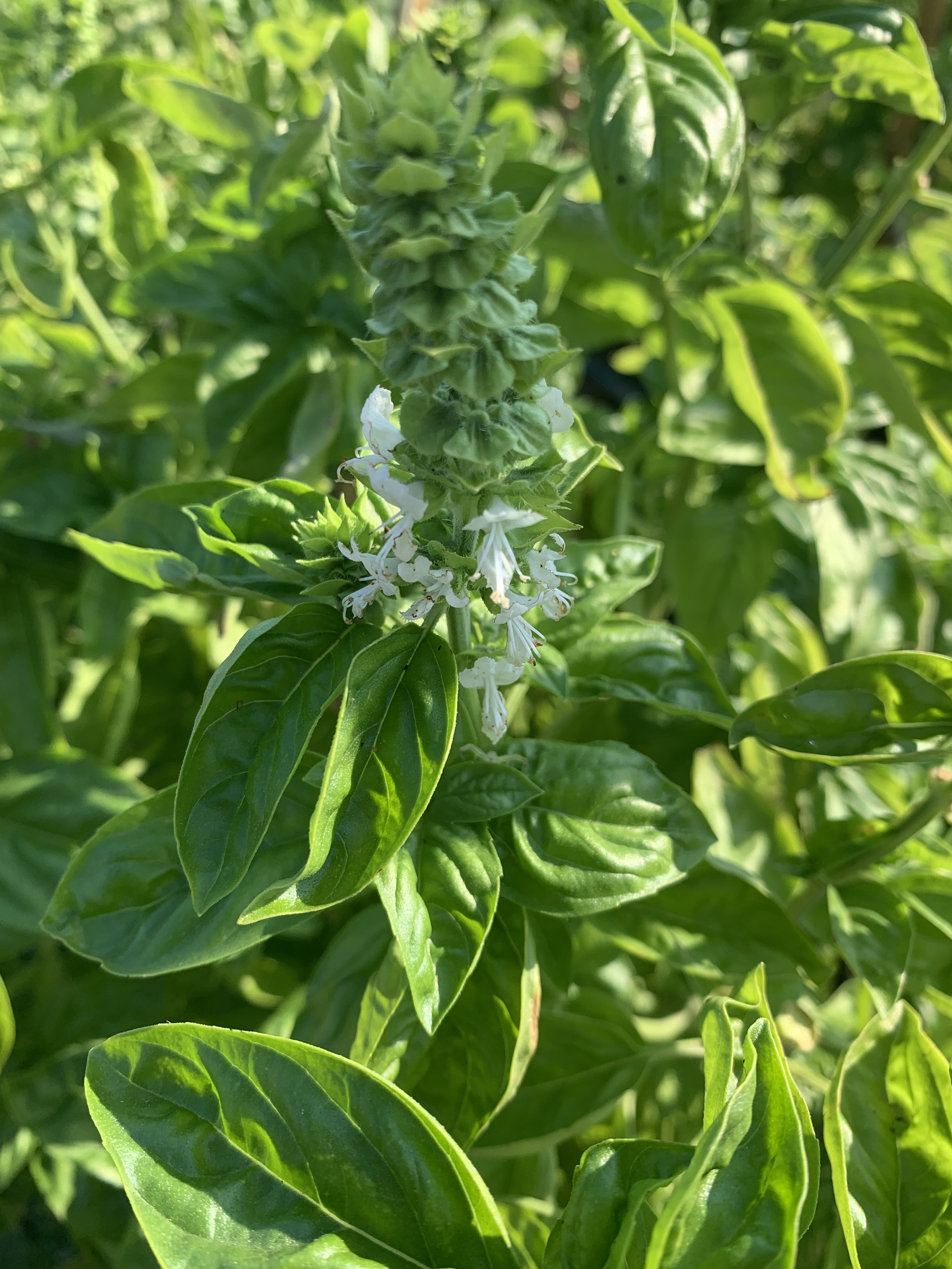 Close-up of a basil plant with white flowers and green leaves.