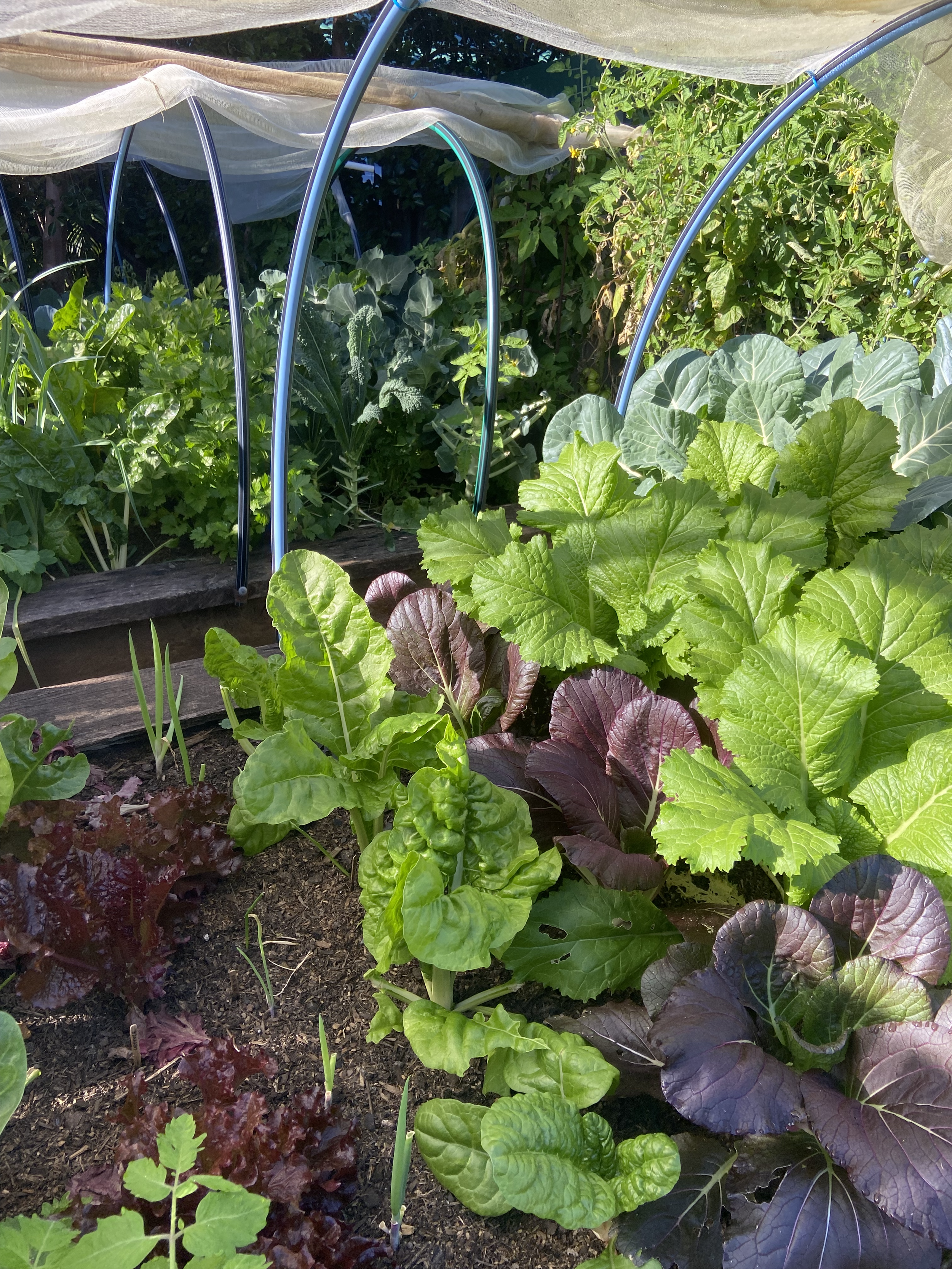 A vegetable garden with various leafy greens growing, including lettuce and possibly kale, under a small protective netted structure.