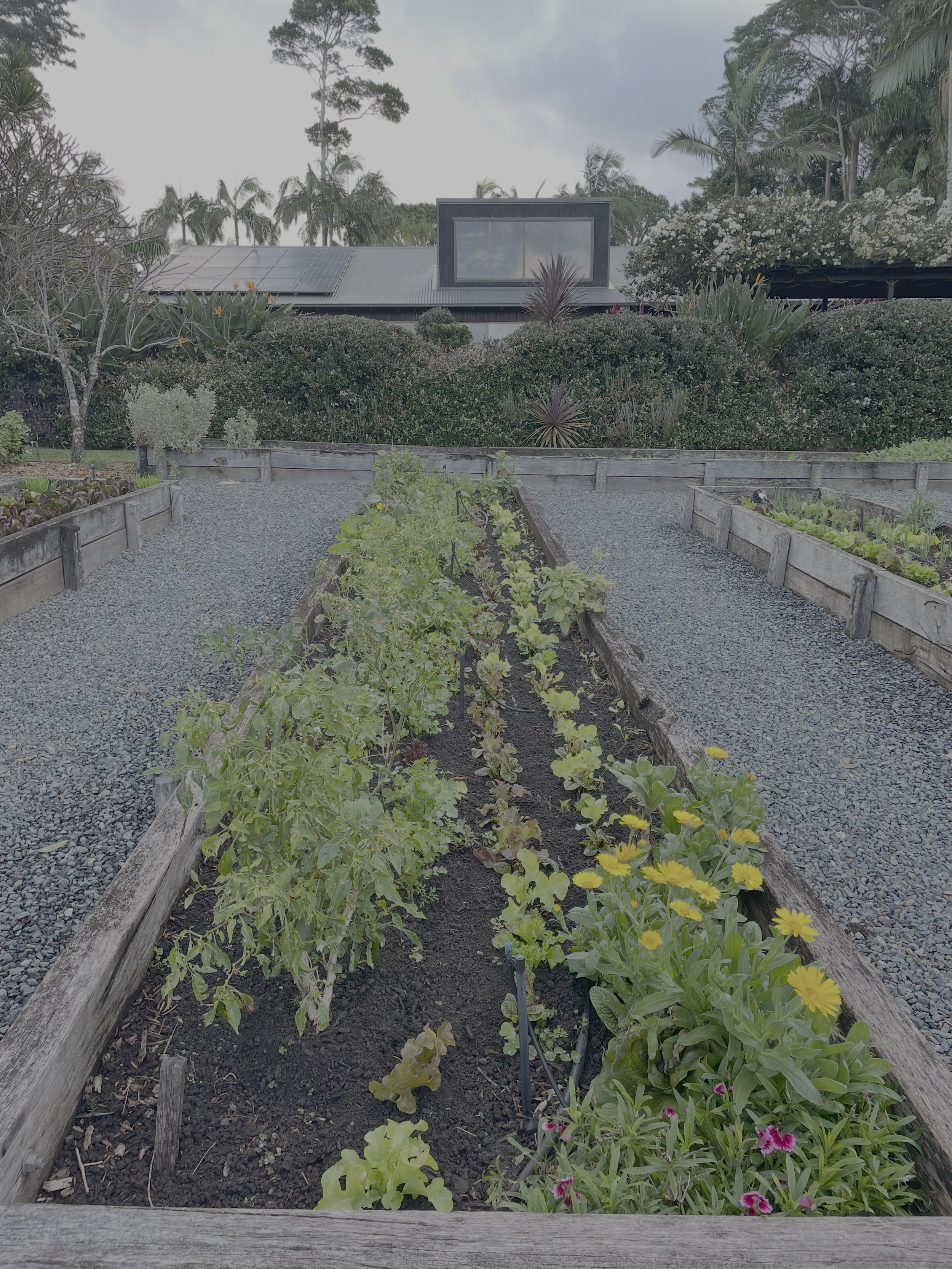 A vegetable garden with wooden raised beds filled with various green vegetables and flowers. In the background, there are trees, bushes, and a house with a metal roof and solar panels.