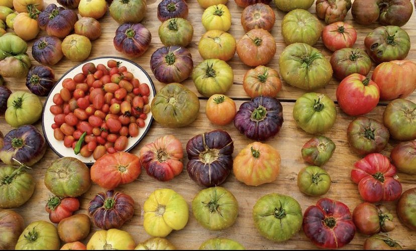 A variety of heirloom tomatoes in different colors and sizes spread on a wooden surface, with a plate of small cherry tomatoes in the center.