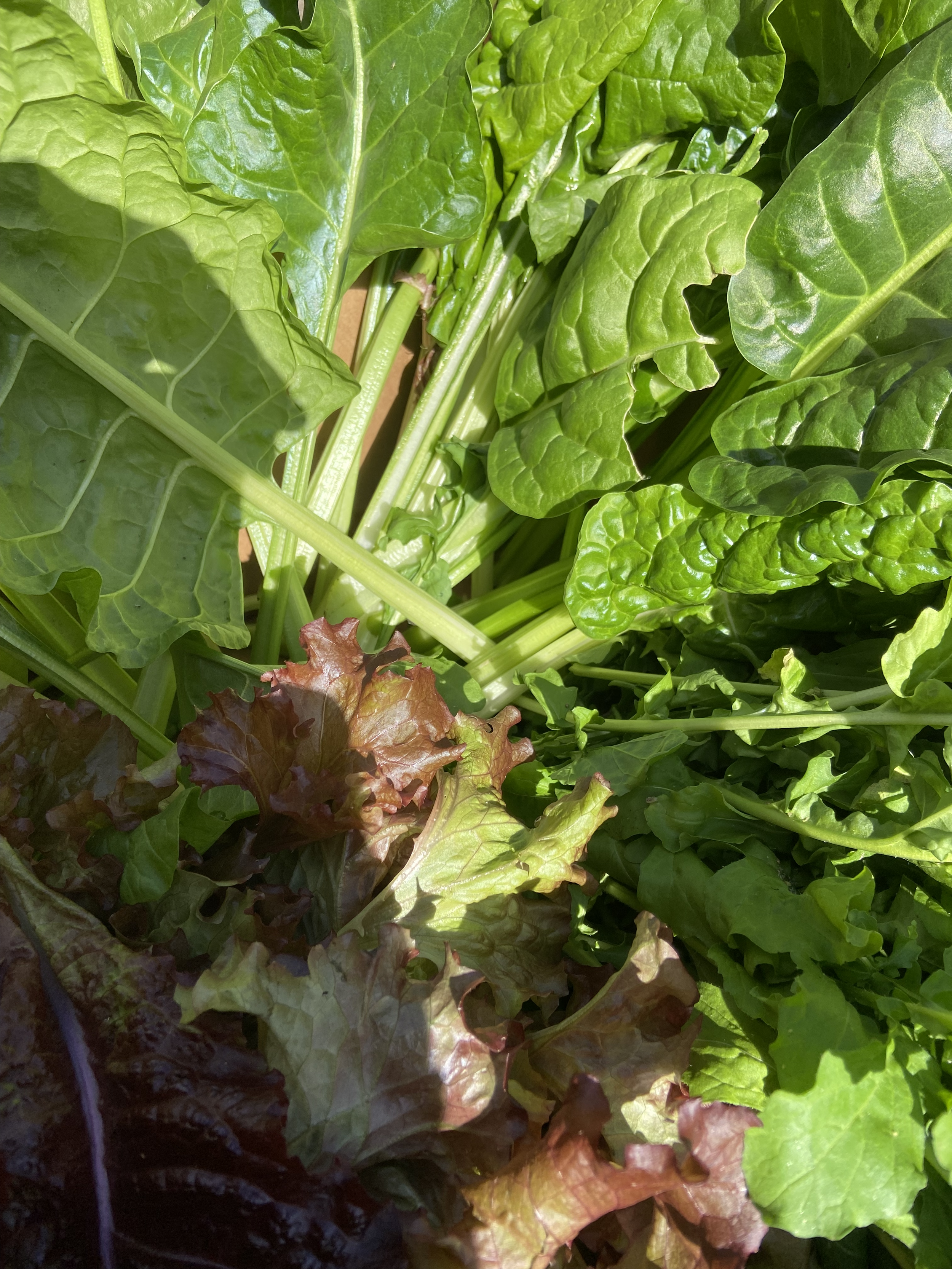 Close-up of fresh green and red leaf lettuce.