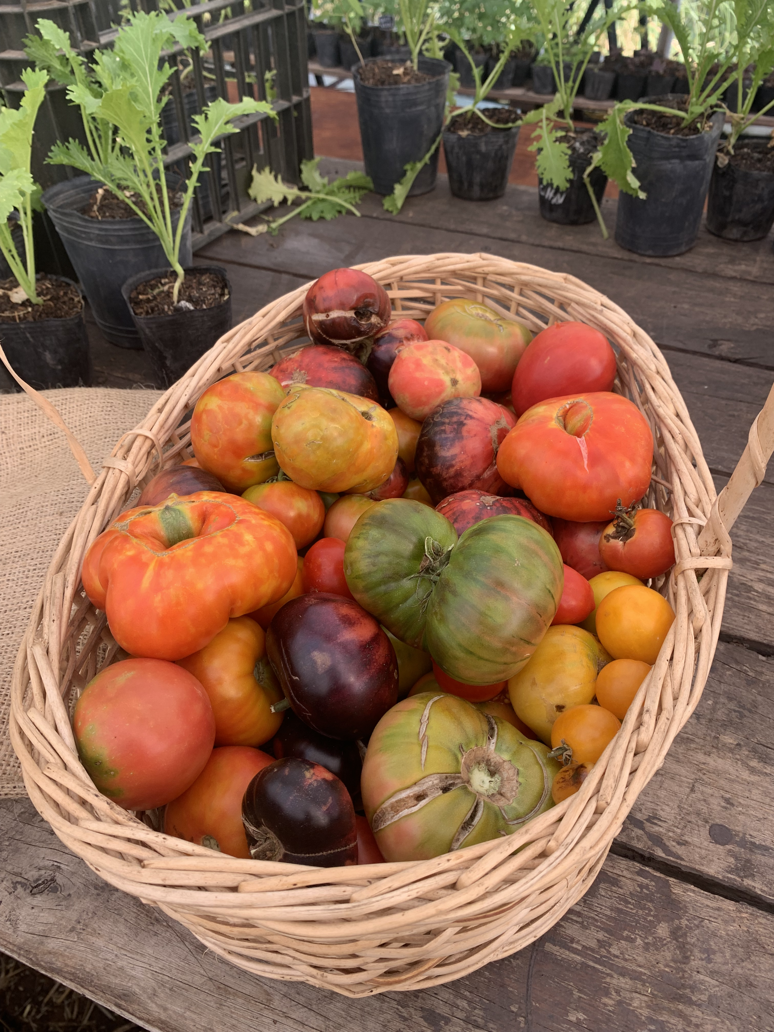 Basket of heirloom tomatoes on a wooden surface with potted plants in the background.