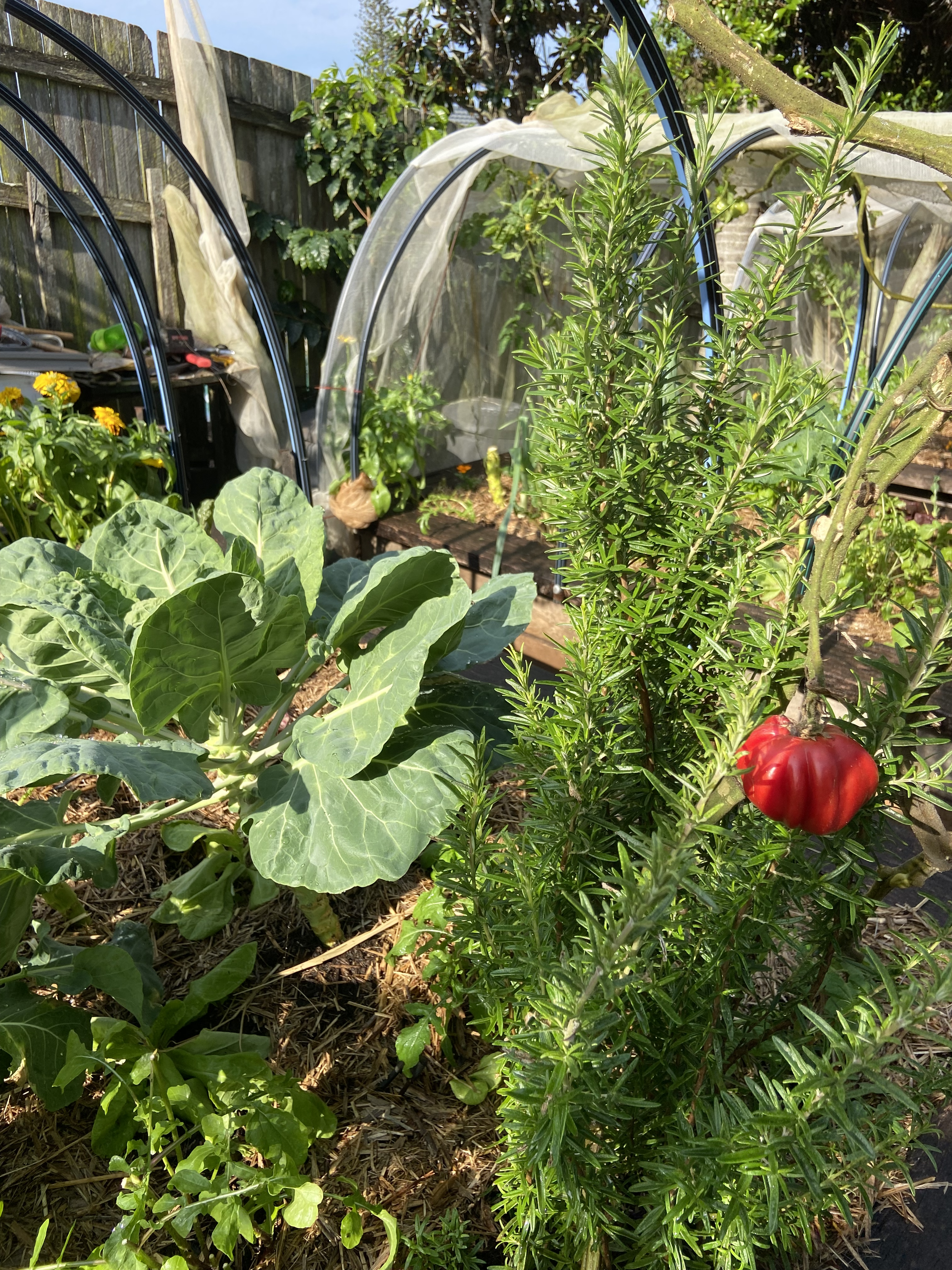 A garden with leafy vegetables, herbs, and a red pepper plant, with small green peppers growing. Greenhouse arches and a wooden fence are in the background.