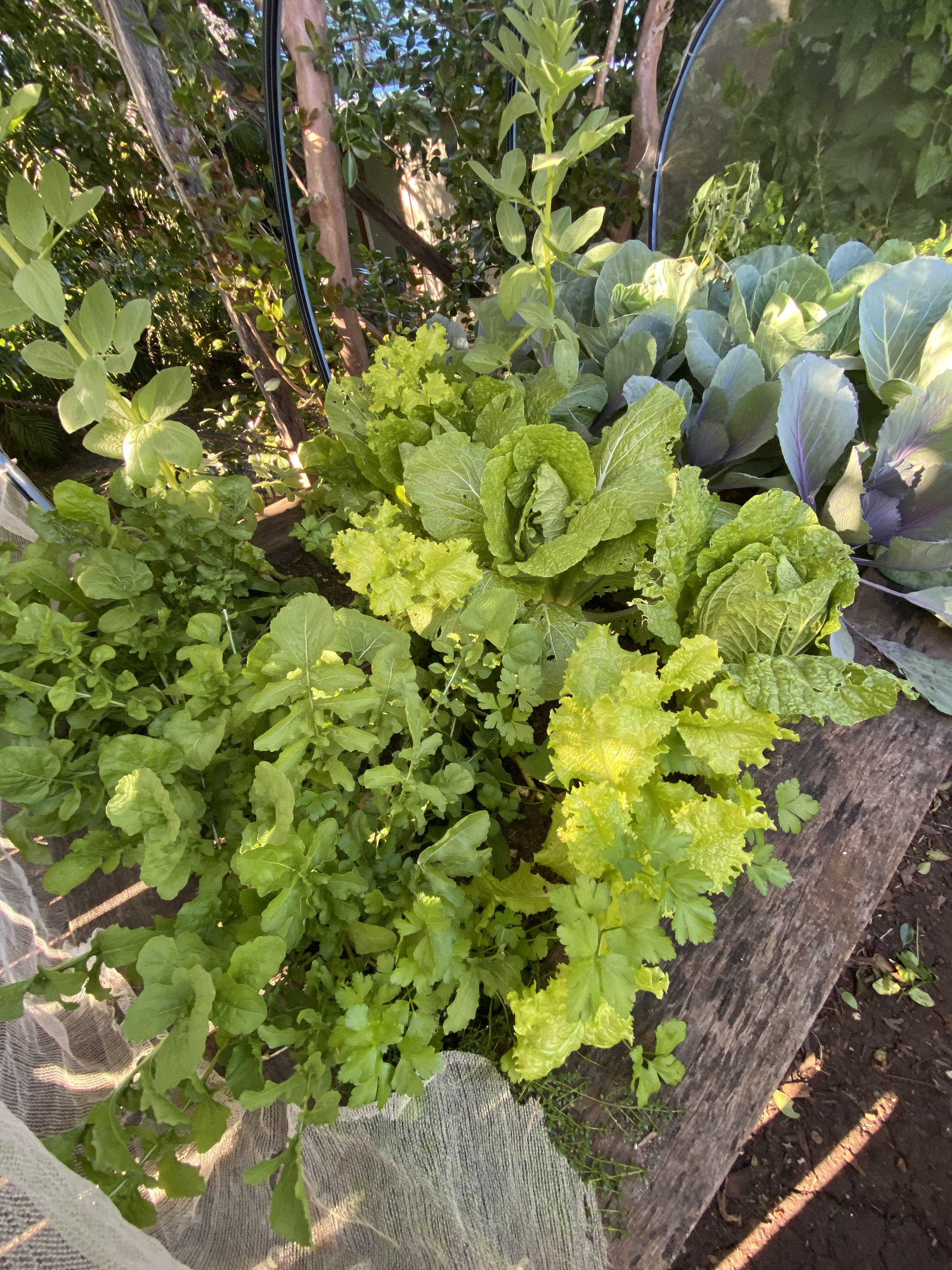 A garden bed with various green leafy vegetables including lettuce, collard greens, and other leafy greens, growing in soil across a weathered wooden platform.