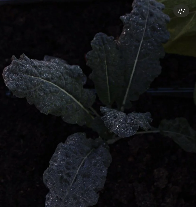 Dark green leafy plant with water droplets on its surface.