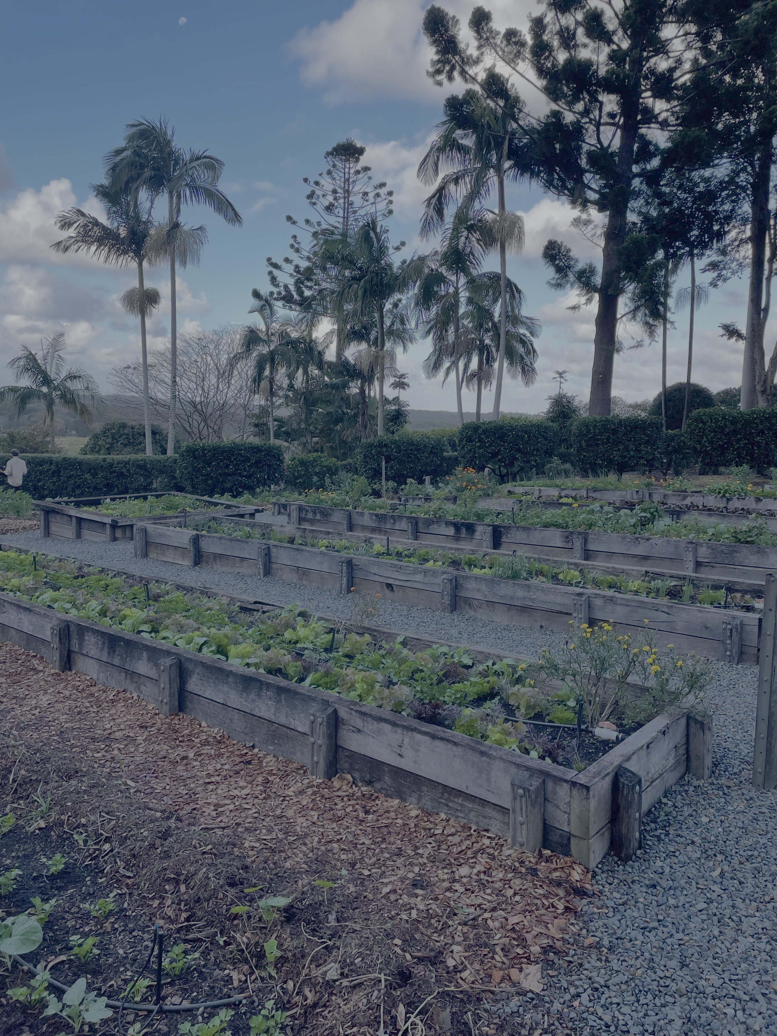 A garden with raised wooden beds filled with leafy vegetables and herbs, surrounded by mulch and gravel pathways, with tall trees and a partly cloudy sky in the background.