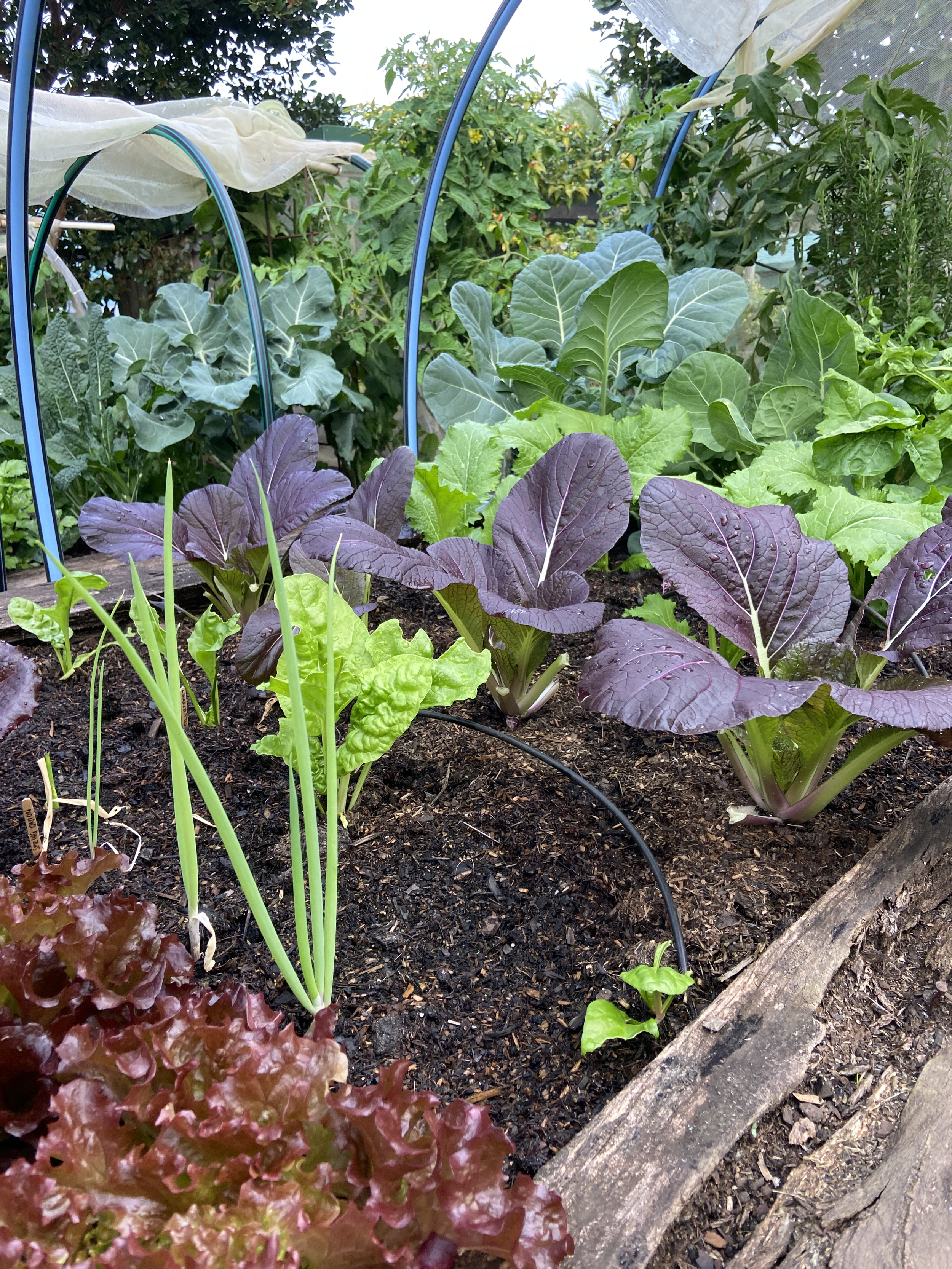 A garden with various leafy vegetables growing in soil. There are purple and green lettuce, and darker green plants which could be cabbage or similar. A garden hose and a wooden log are also visible.