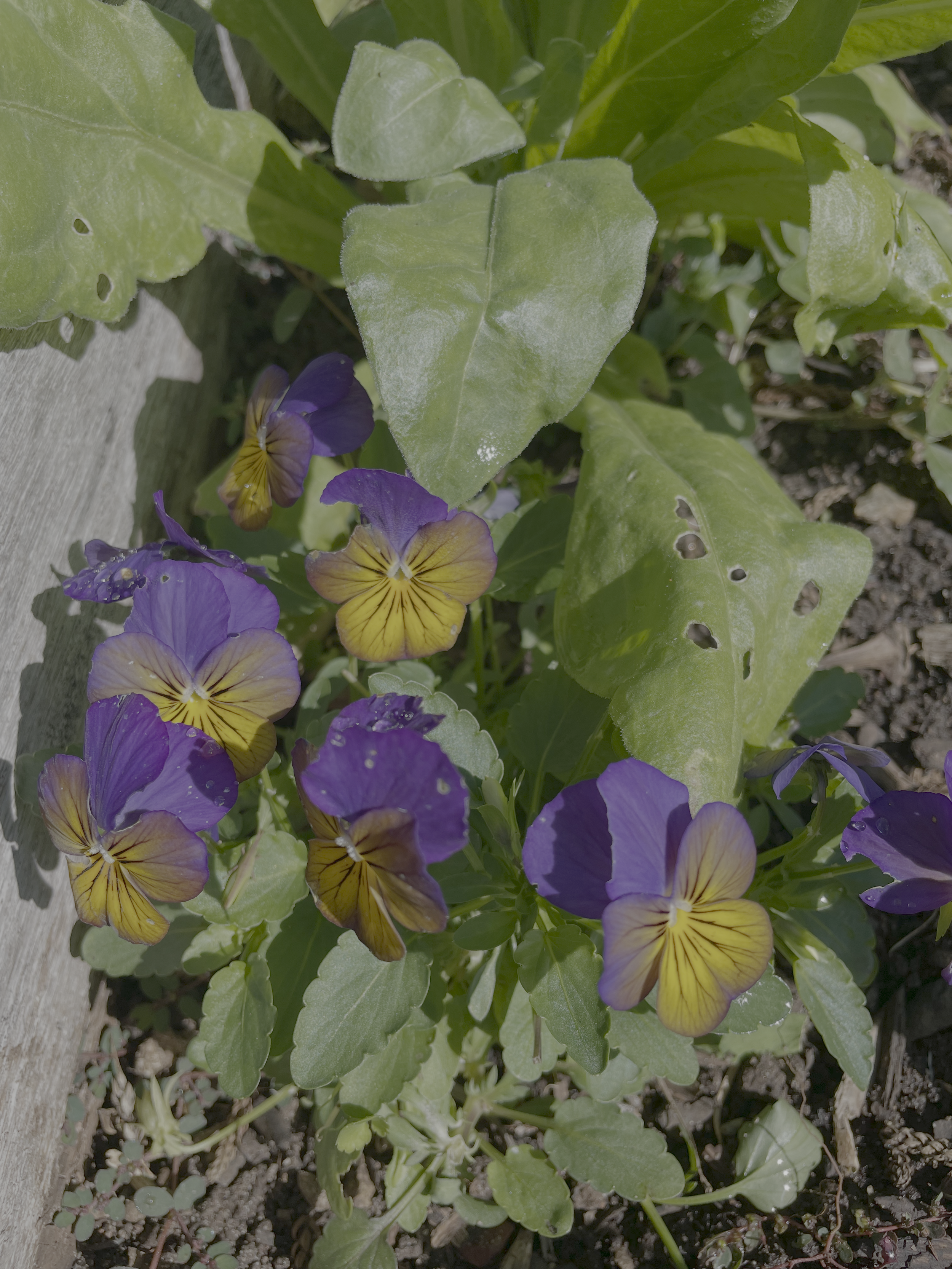 Purple and yellow pansy flowers growing in a garden bed with green leaves and soil.