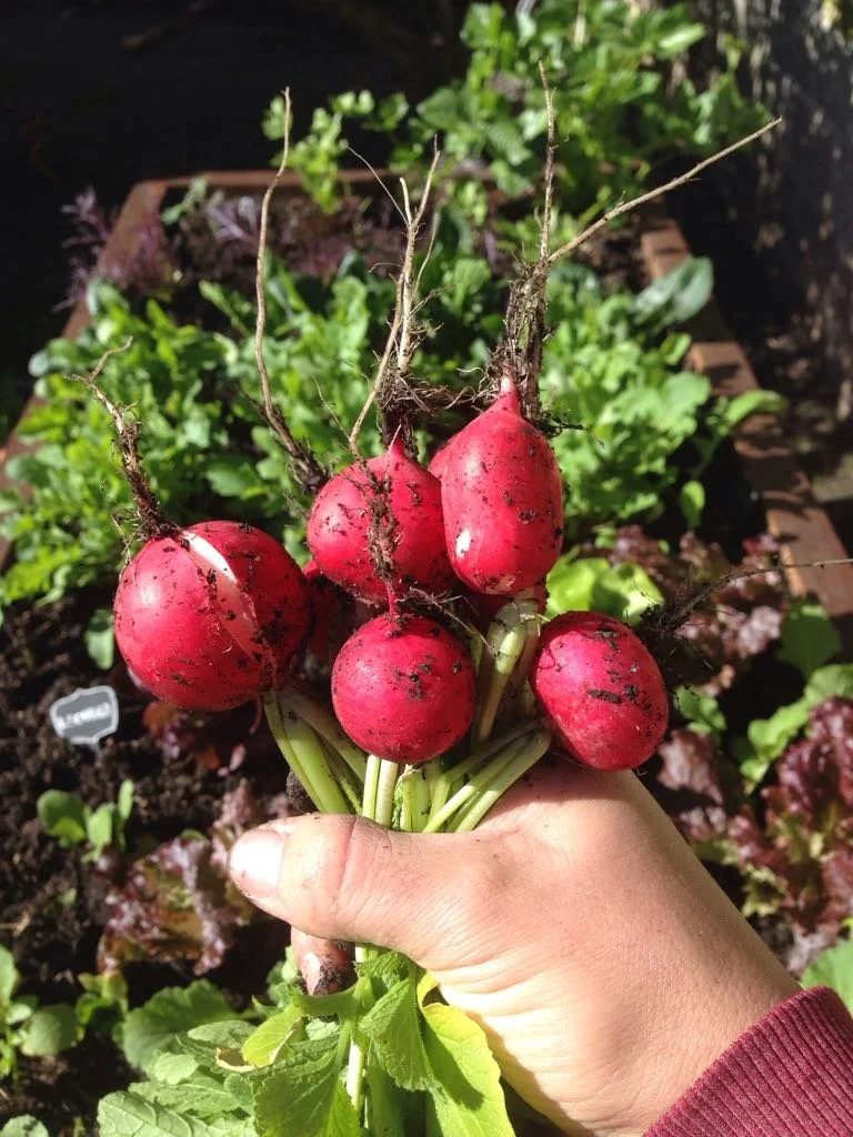 Hand holding a bunch of freshly harvested red radishes with dirt on them, with green leaves and garden soil in the background.