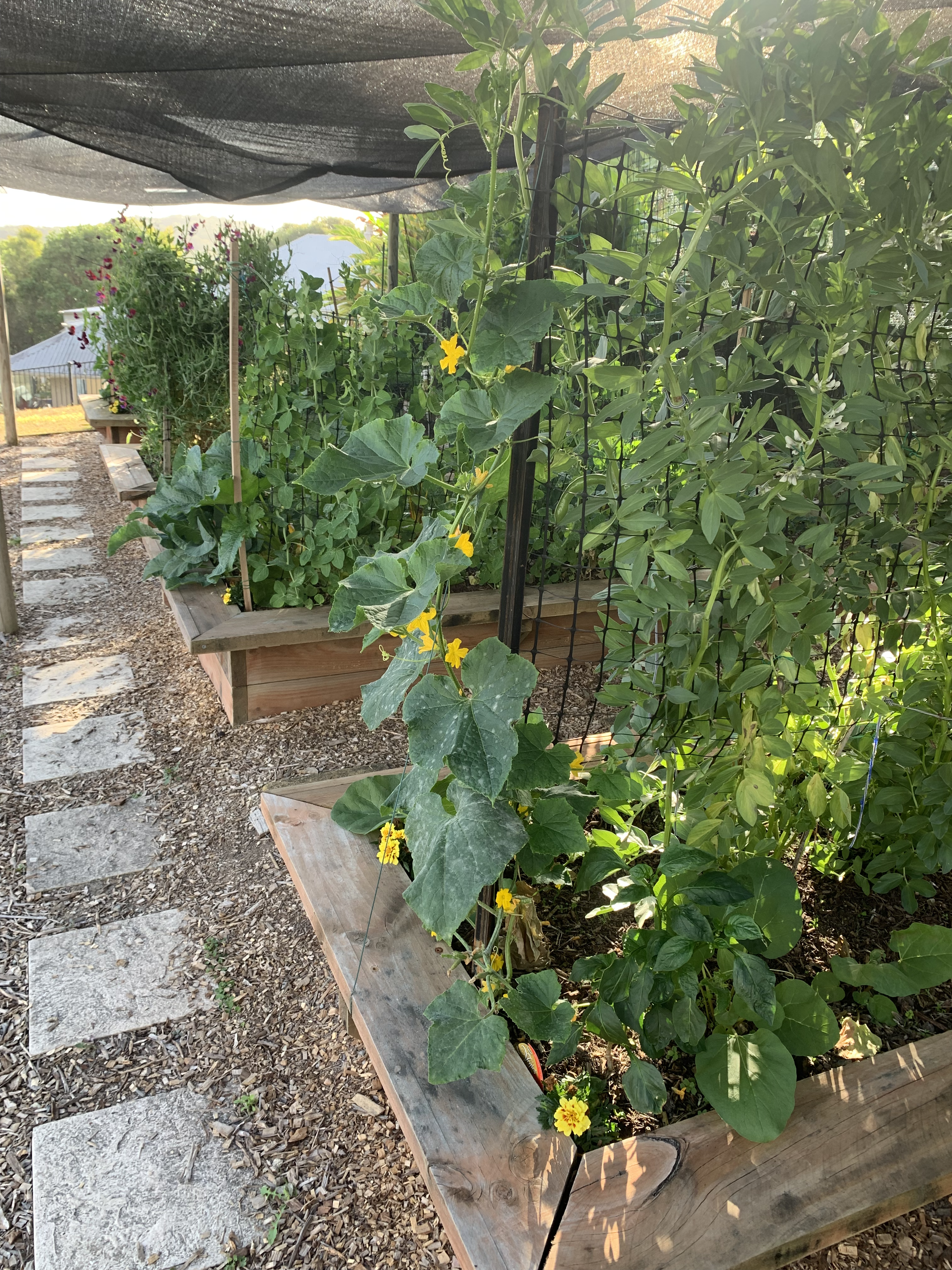 Garden bed with climbing plants, including cucumber with a yellow flower, and a vine with white flowers, with a black shade cloth above and a pathway with stone pavers.