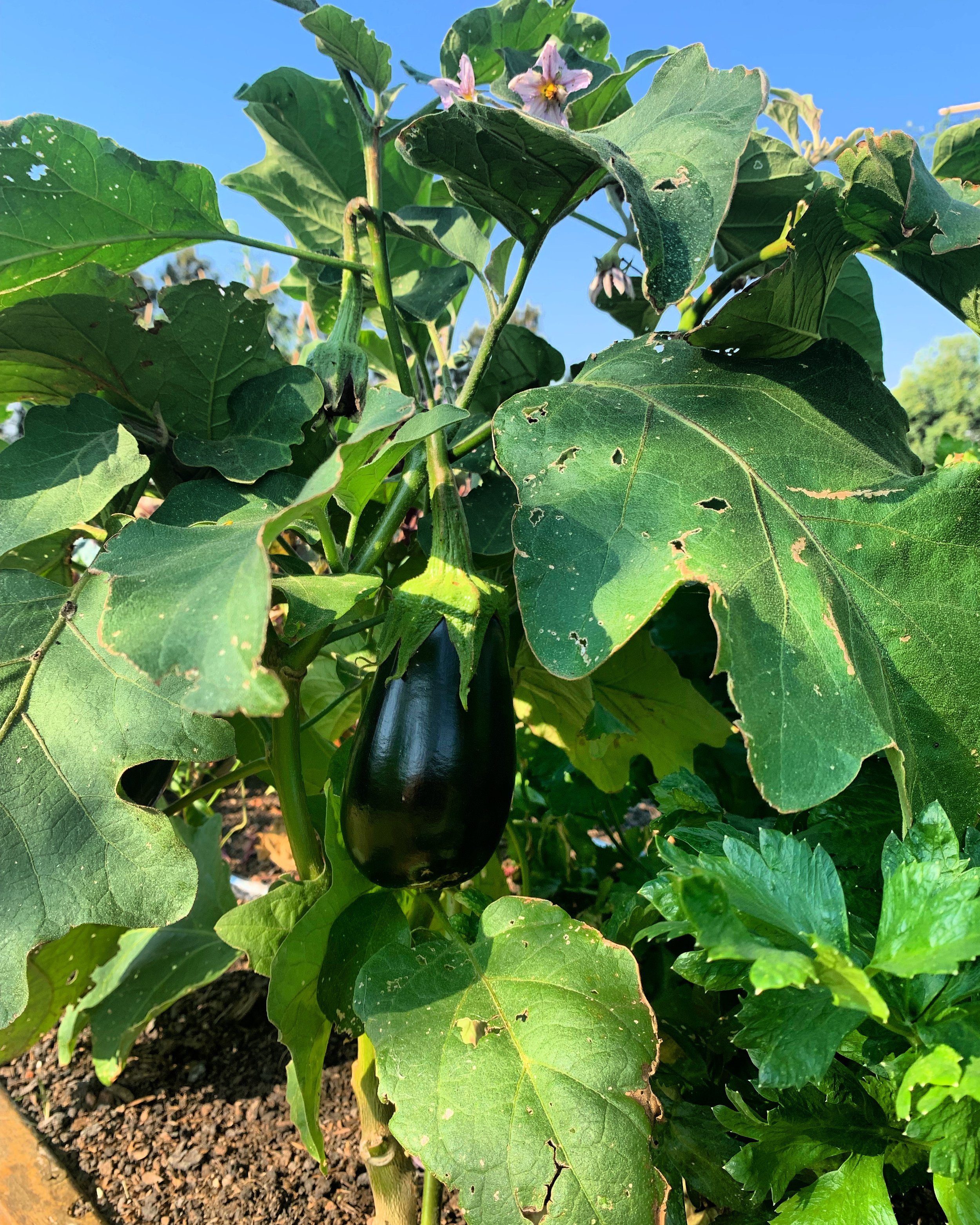 A close-up of a eggplant growing on a plant with large green leaves and purple flowers, under a clear blue sky.