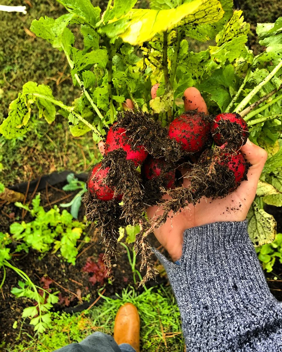 Hand holding freshly harvested red radishes with dirt on them in a garden.