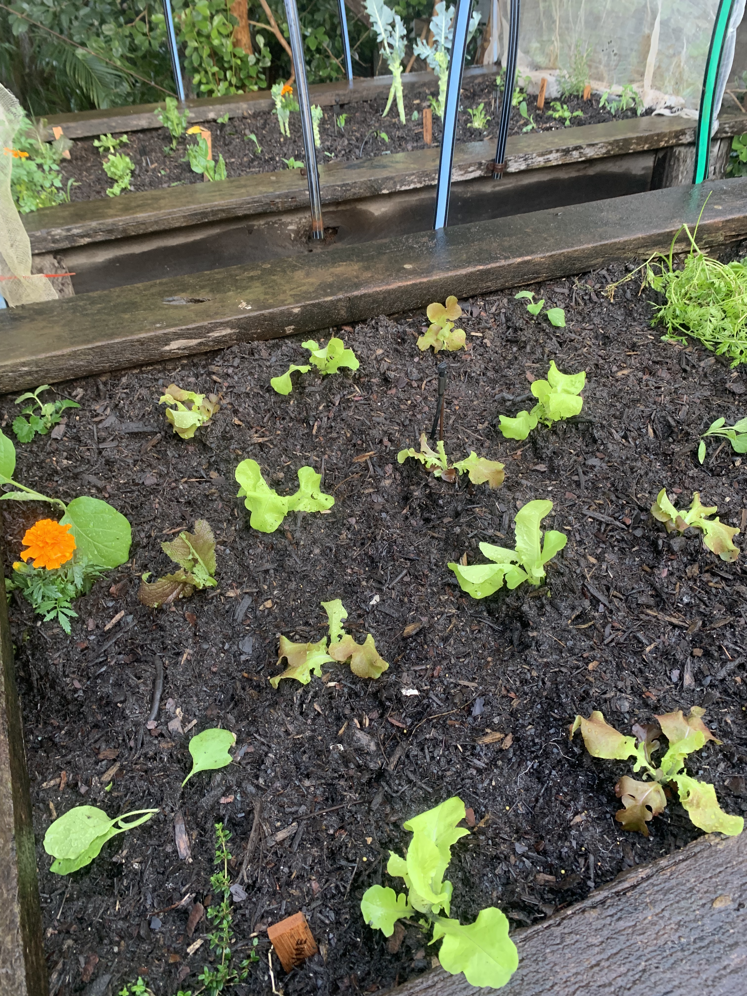 A vegetable garden with young lettuce plants in dark soil, a small orange Marigold flower, a wooden raised bed, and some gardening tools visible, with greenery in the background.