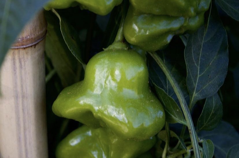 Green bell pepper growing on a plant among dark green leaves.