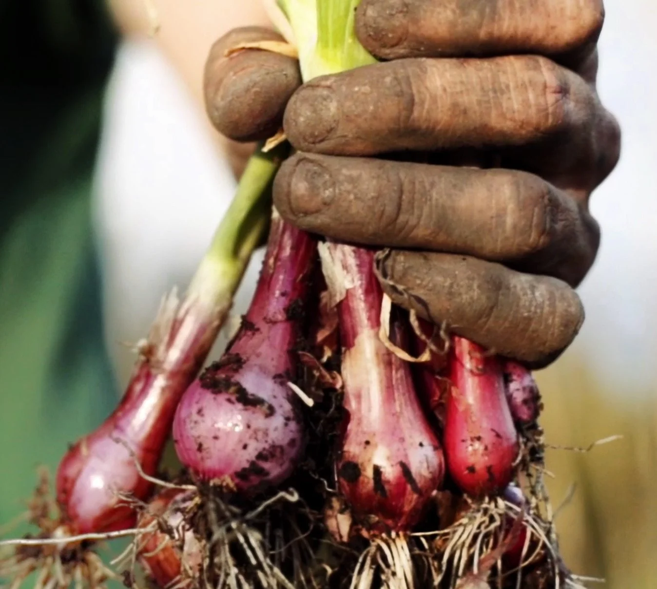 Close-up of a hand gripping freshly dug onions with red and purple bulbs and dirt on the roots