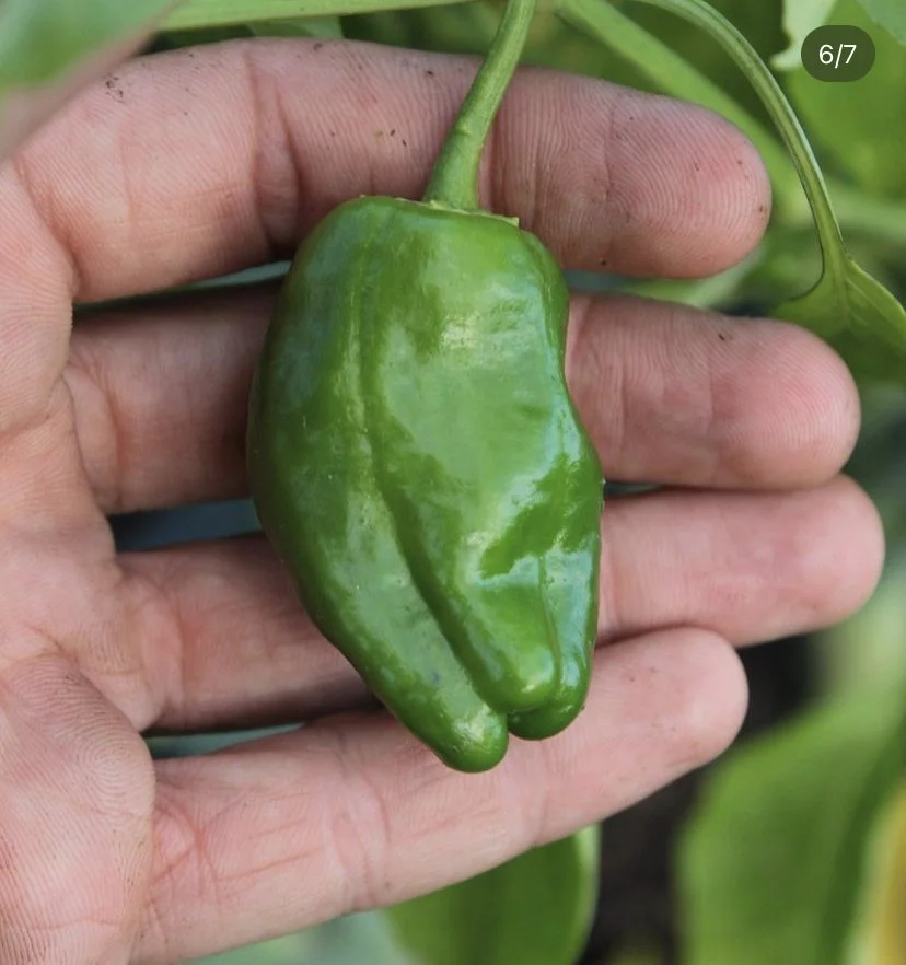 A hand holding a small green poblano pepper, with a green plant in the background.
