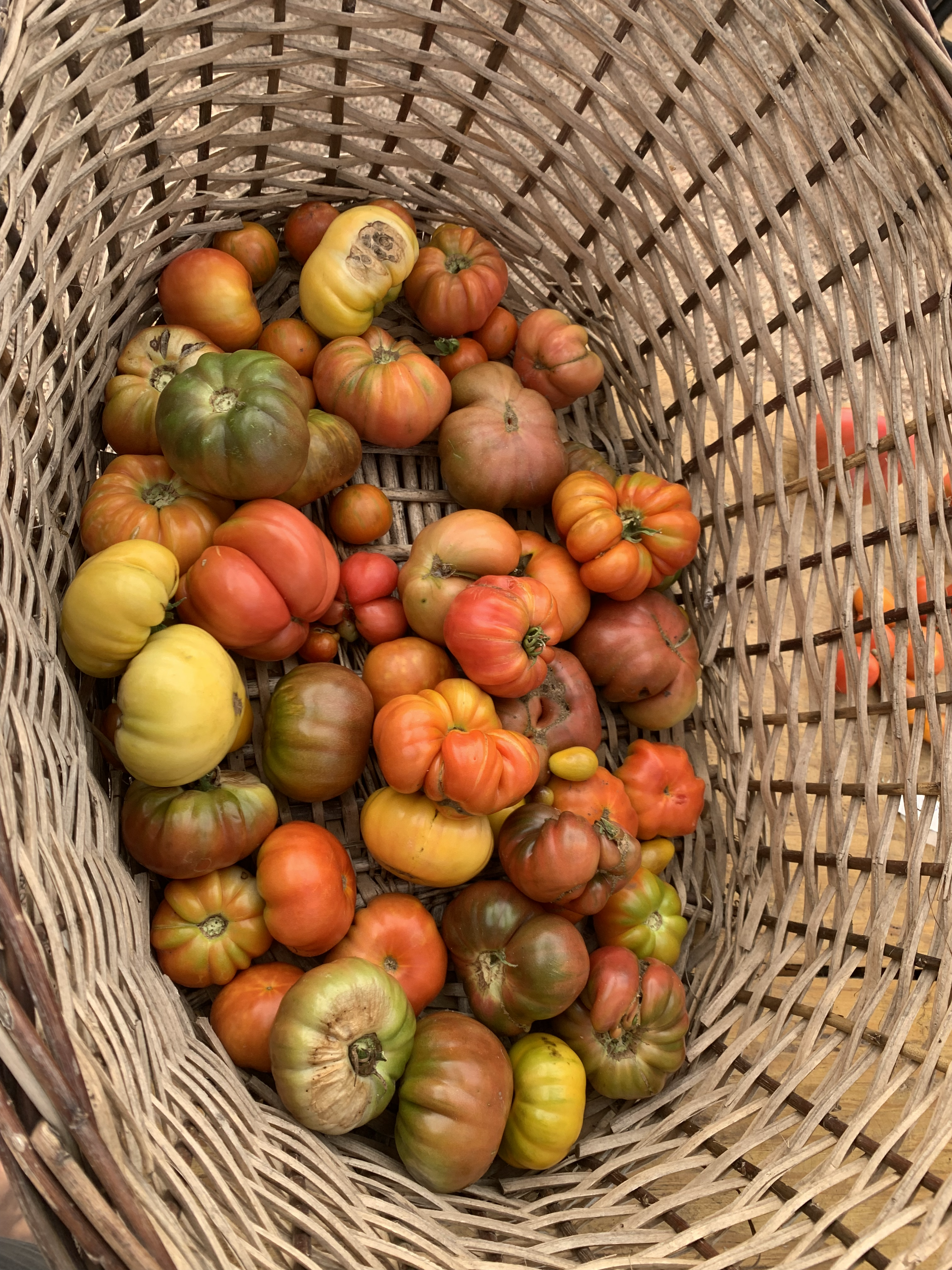 A woven basket filled with assorted heirloom tomatoes in various sizes and colors, including green, yellow, orange, and red.