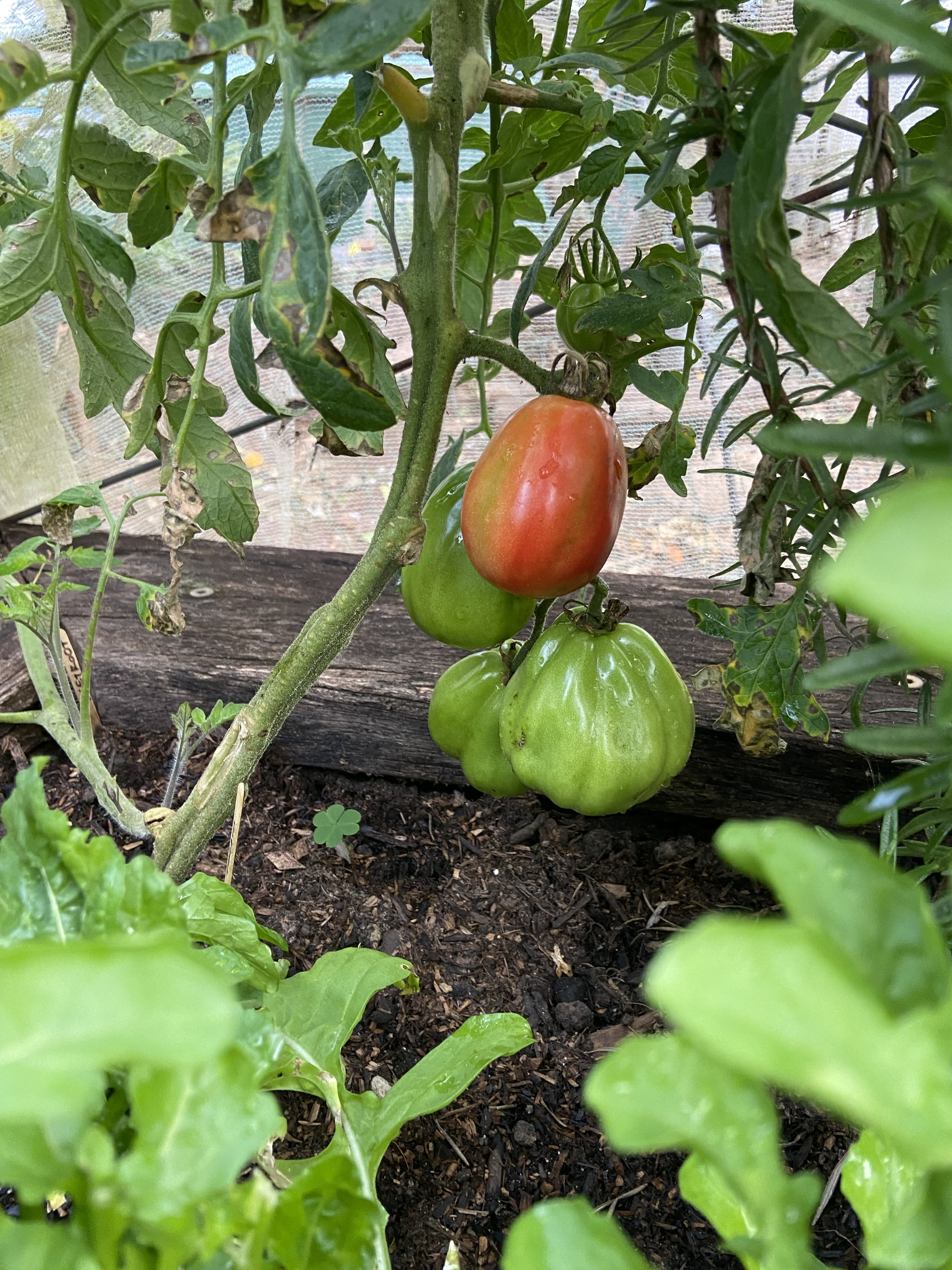 Close-up of a tomato plant with a ripening red tomato and several green tomatoes, surrounded by green leaves in a garden.