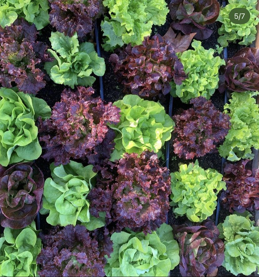 Rows of green and red leaf lettuce plants growing in soil.