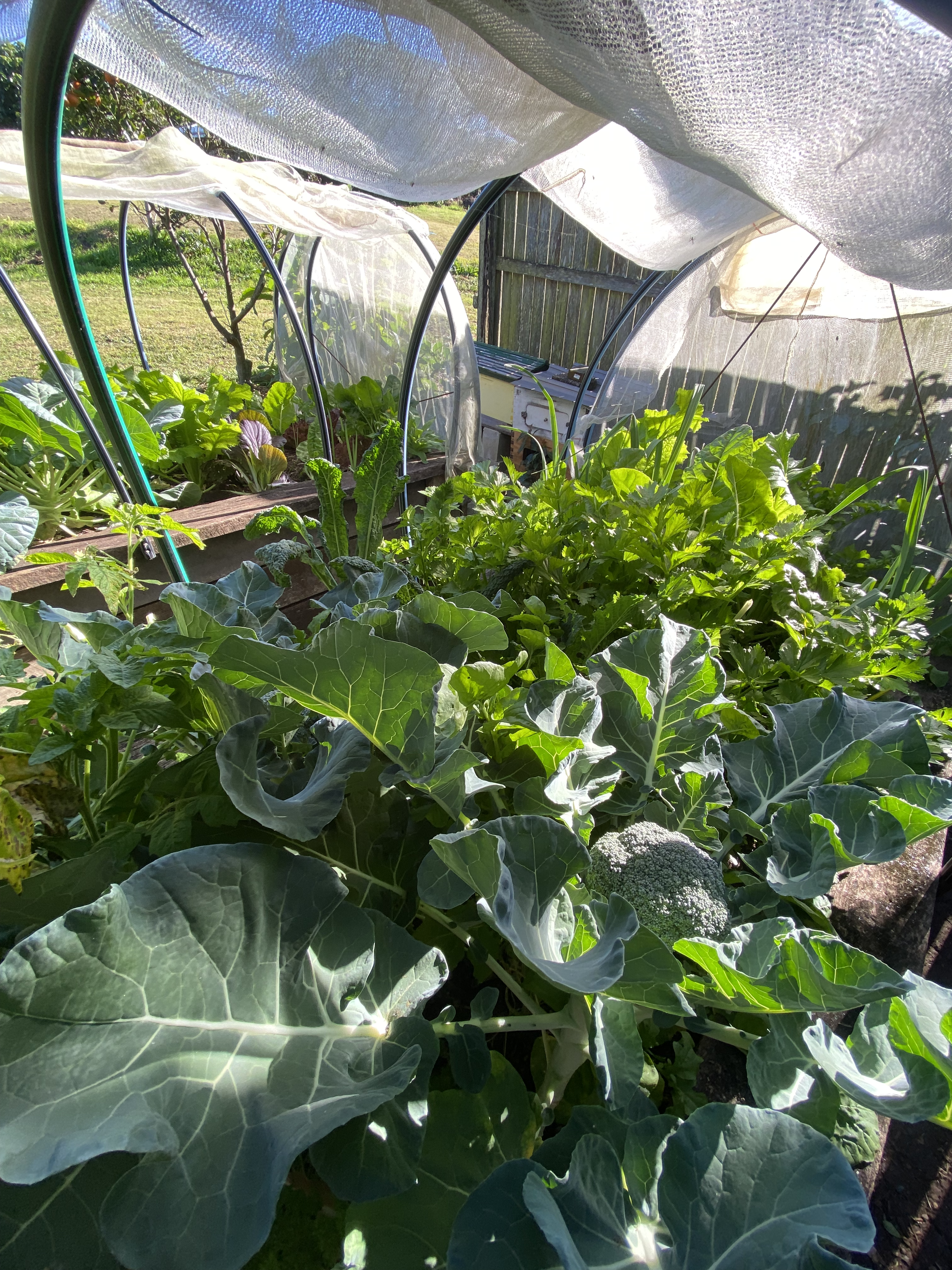 A garden with leafy green vegetables growing under shade cloths supported by metal hoops.
