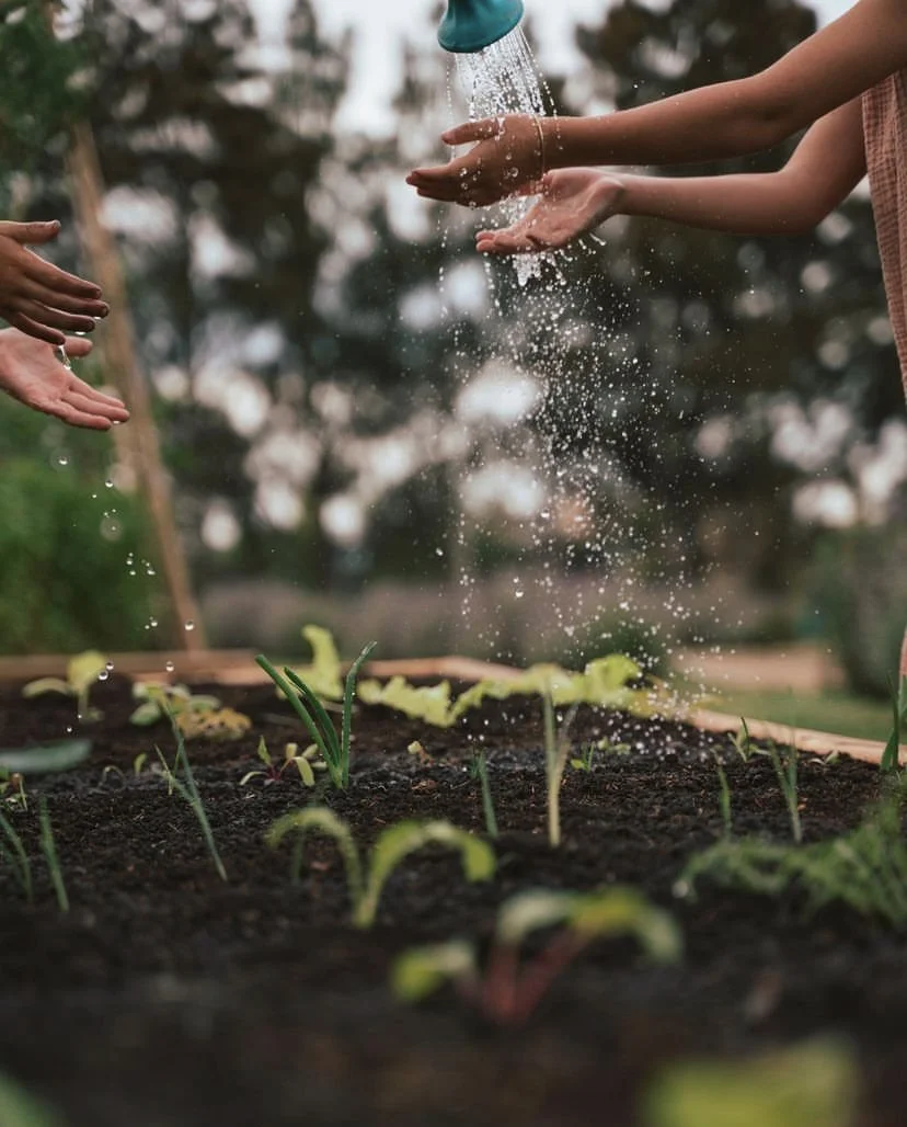 People watering young plants in a garden bed over soil with a blurred background of trees.