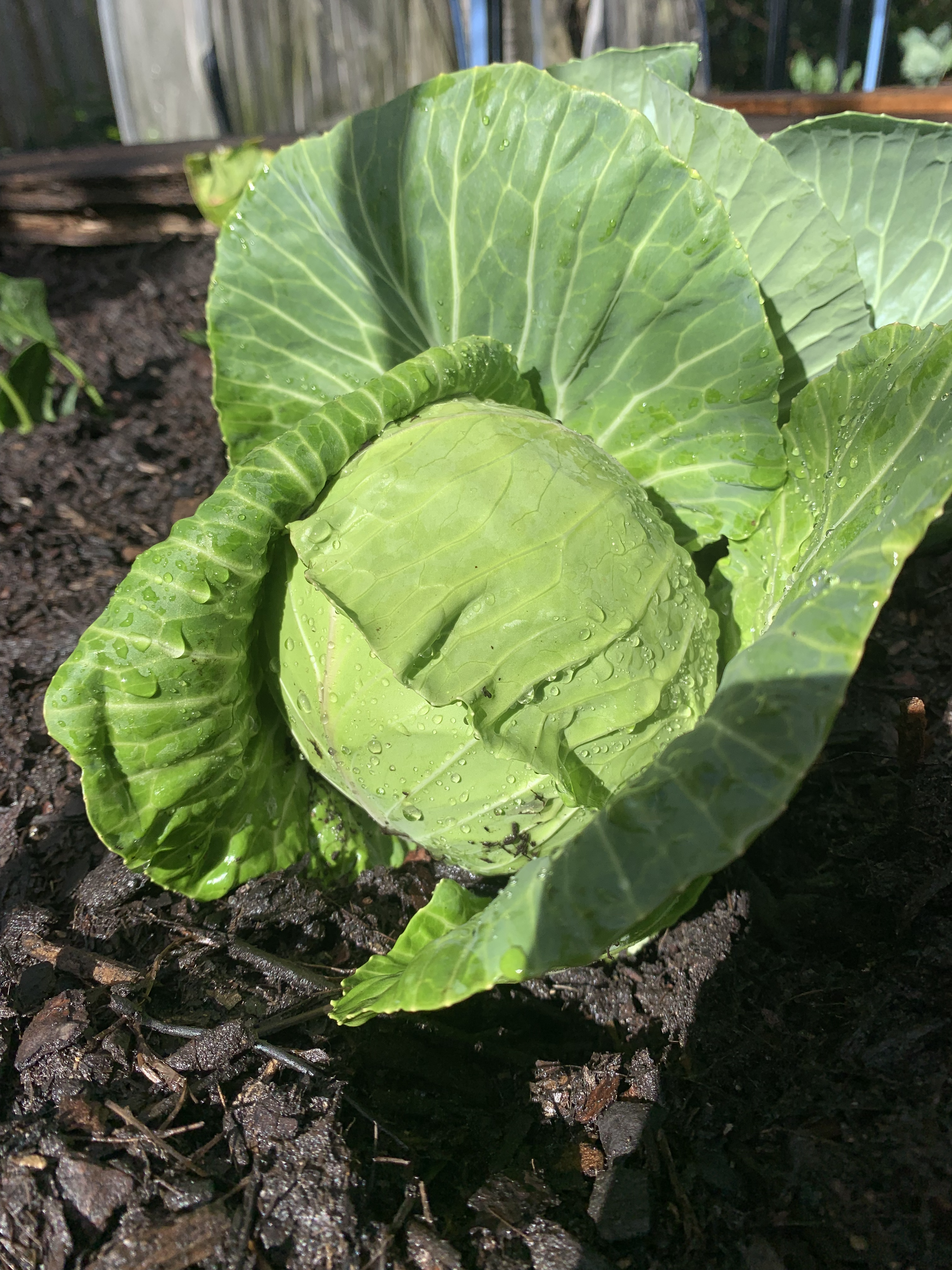A green cabbage plant growing in dark, moist soil with water droplets on its leaves.