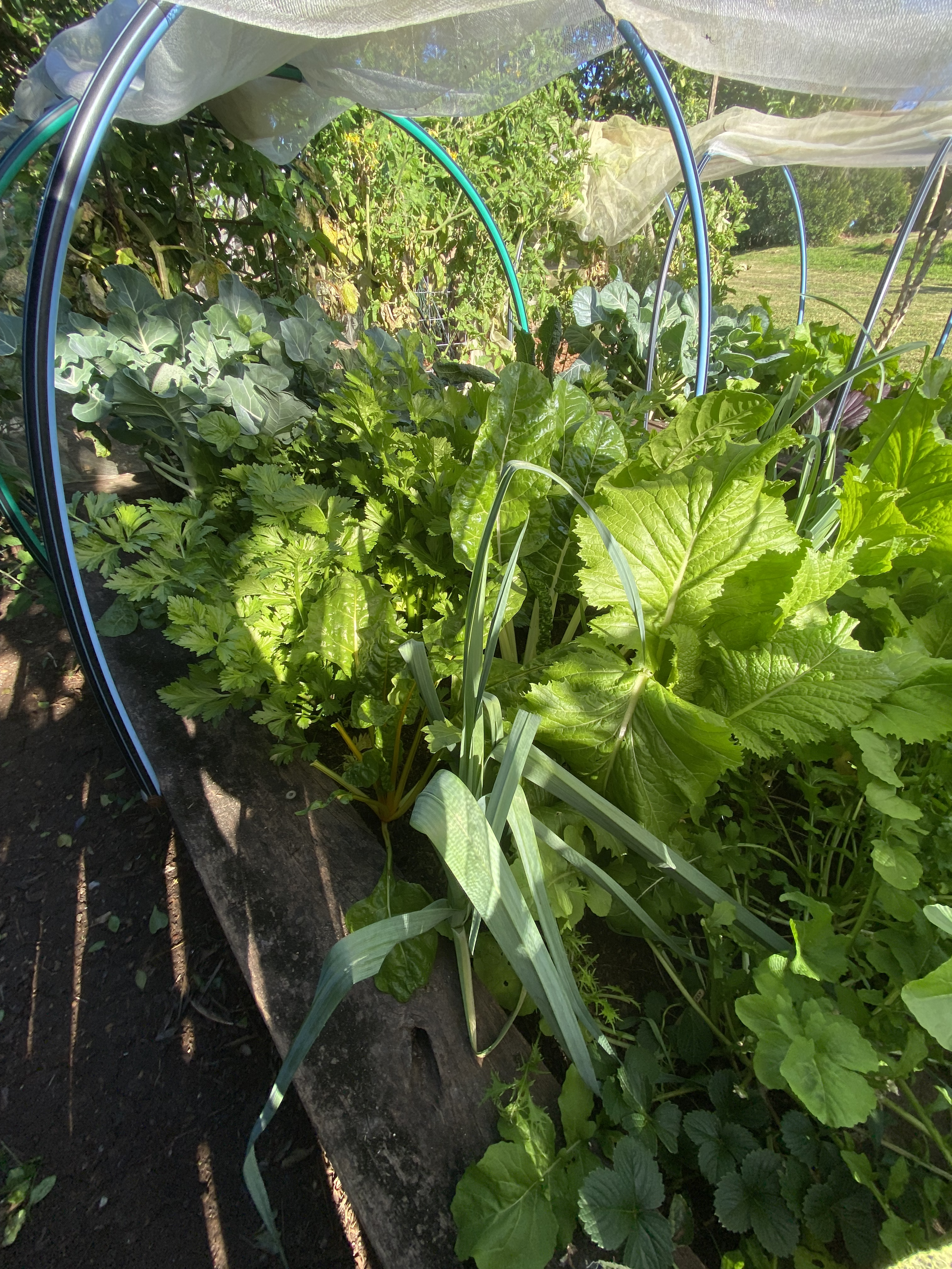A lush vegetable garden with various green leafy plants, including lettuce and other greens, growing under a protective mesh cover supported by metal hoops, with sunlight illuminating the plants and dark soil visible at the base.
