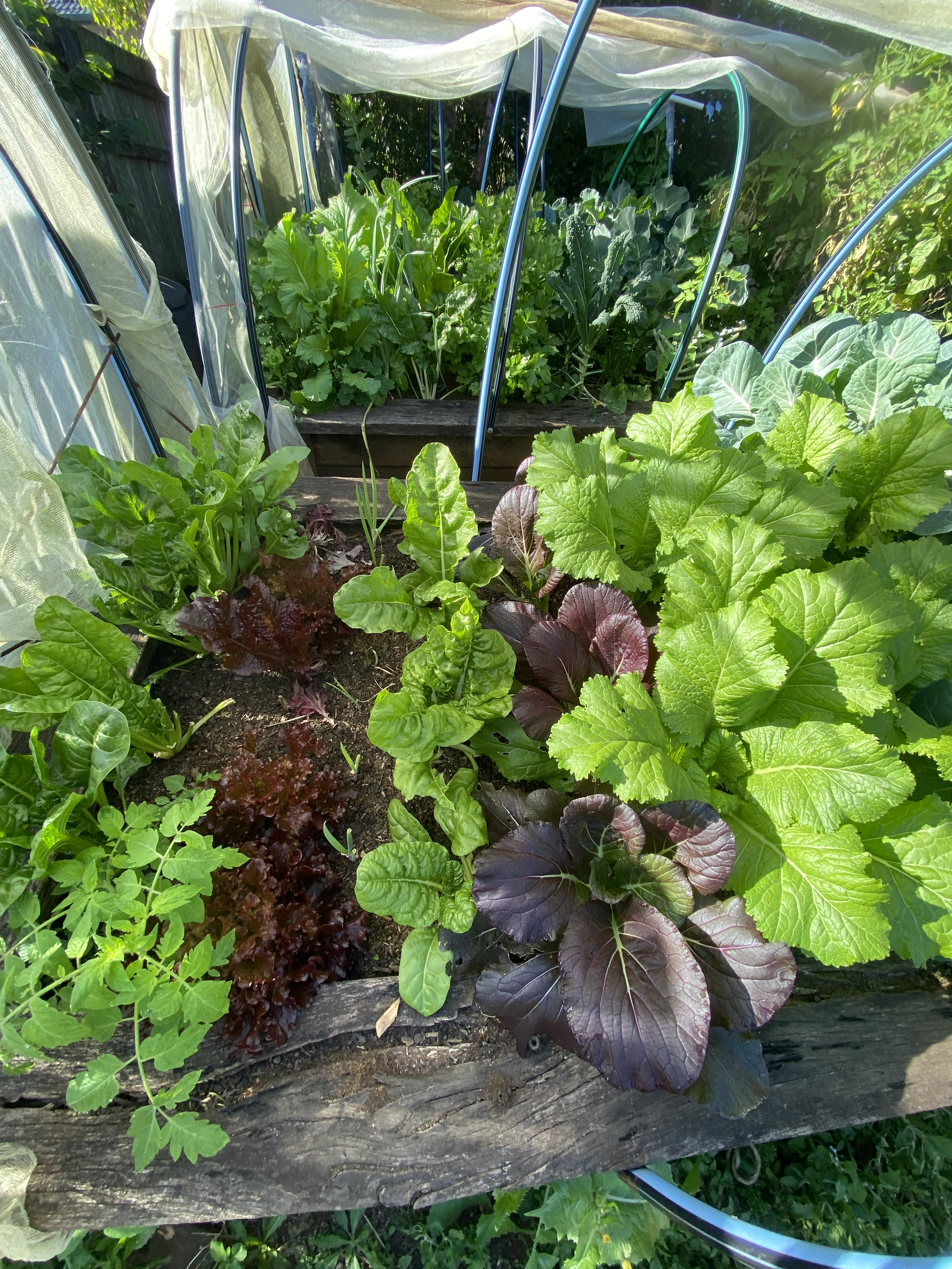 A vegetable garden with leafy greens and herbs growing in raised beds, surrounded by a weathered wooden border and garden support structures.