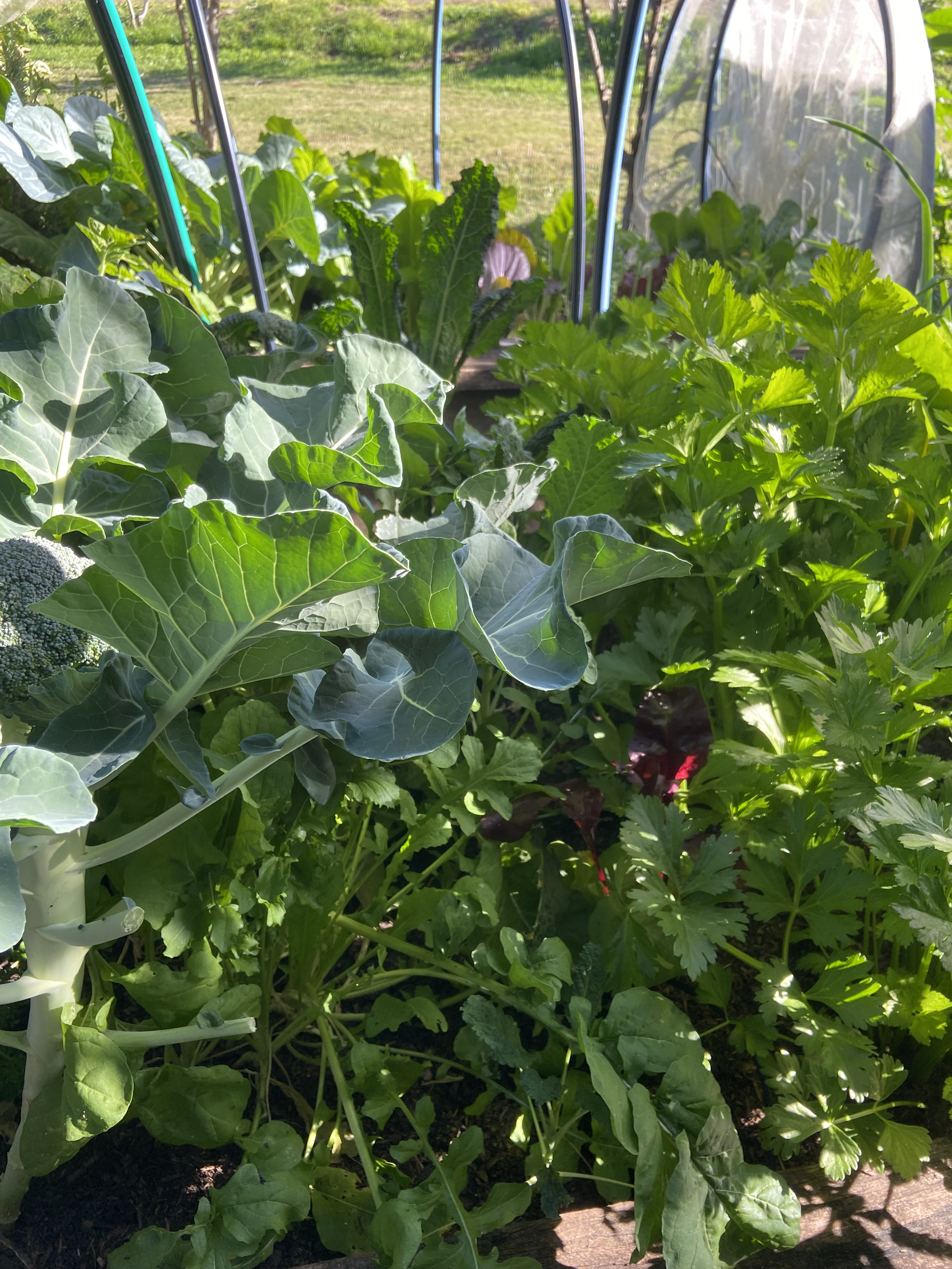 A garden with various leafy green vegetables growing closely together, including broccoli, kale, parsley, and lettuce, with a greenhouse structure in the background.