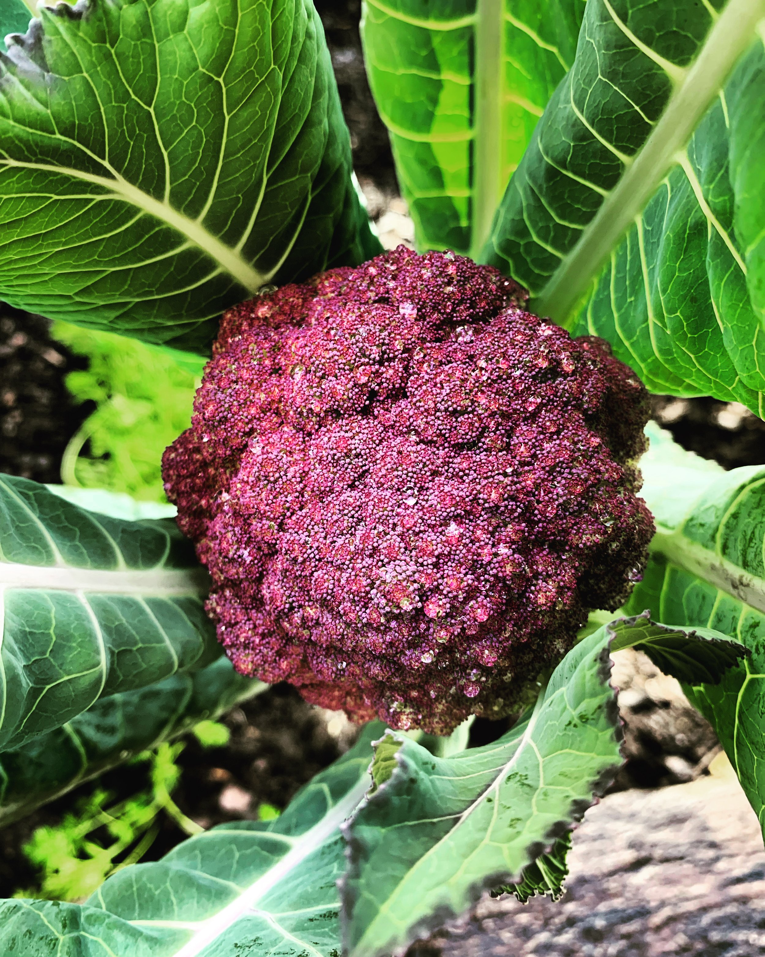 Close-up of a purple broccoli head surrounded by large green leaves in a garden.