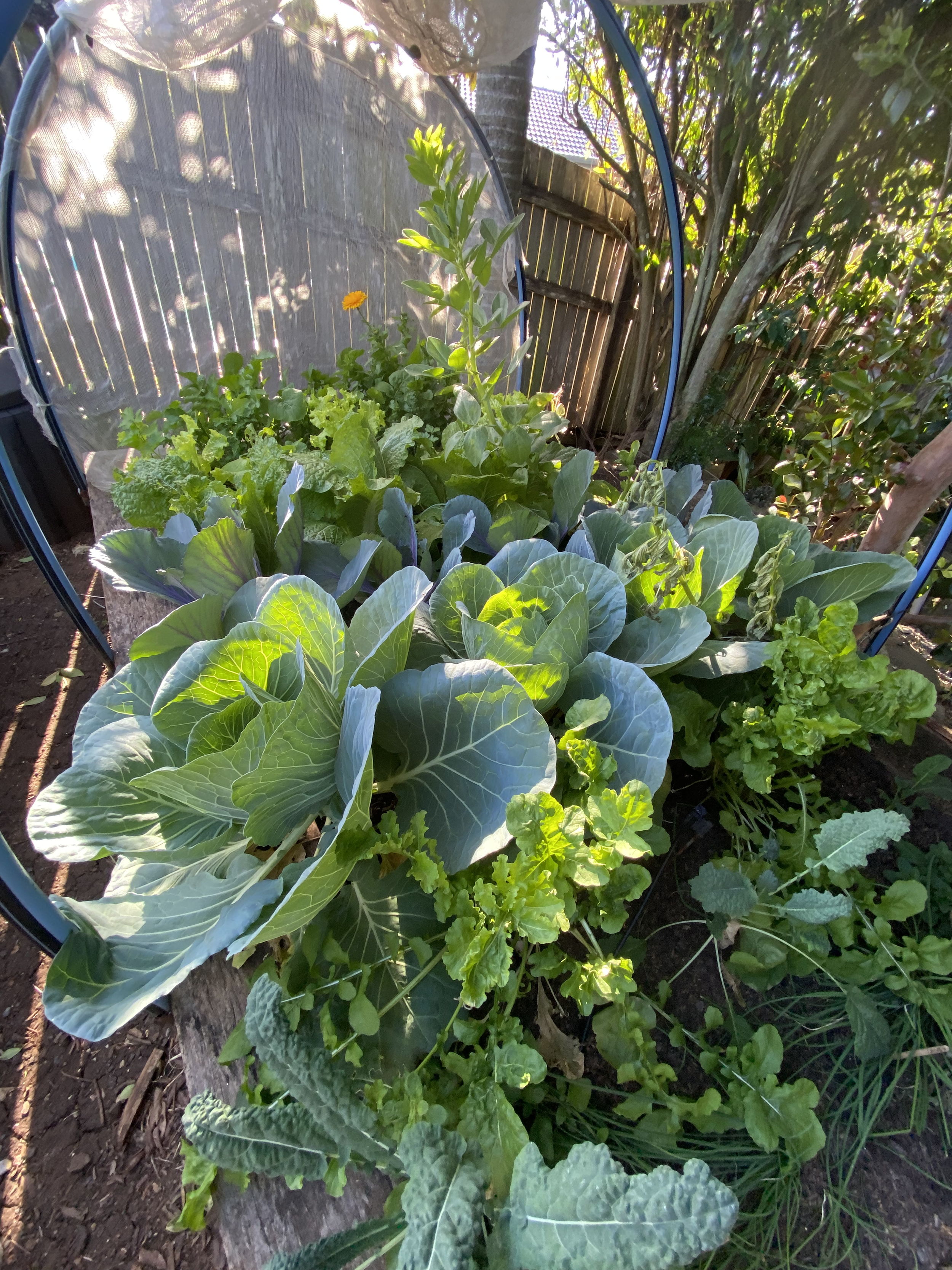 A garden bed with various leafy greens and vegetables, including lettuce, cabbage, and possibly kale, within a small outdoor garden area. A mesh-covered plant support is visible, with sunlight filtering through the trees and fence in the background.