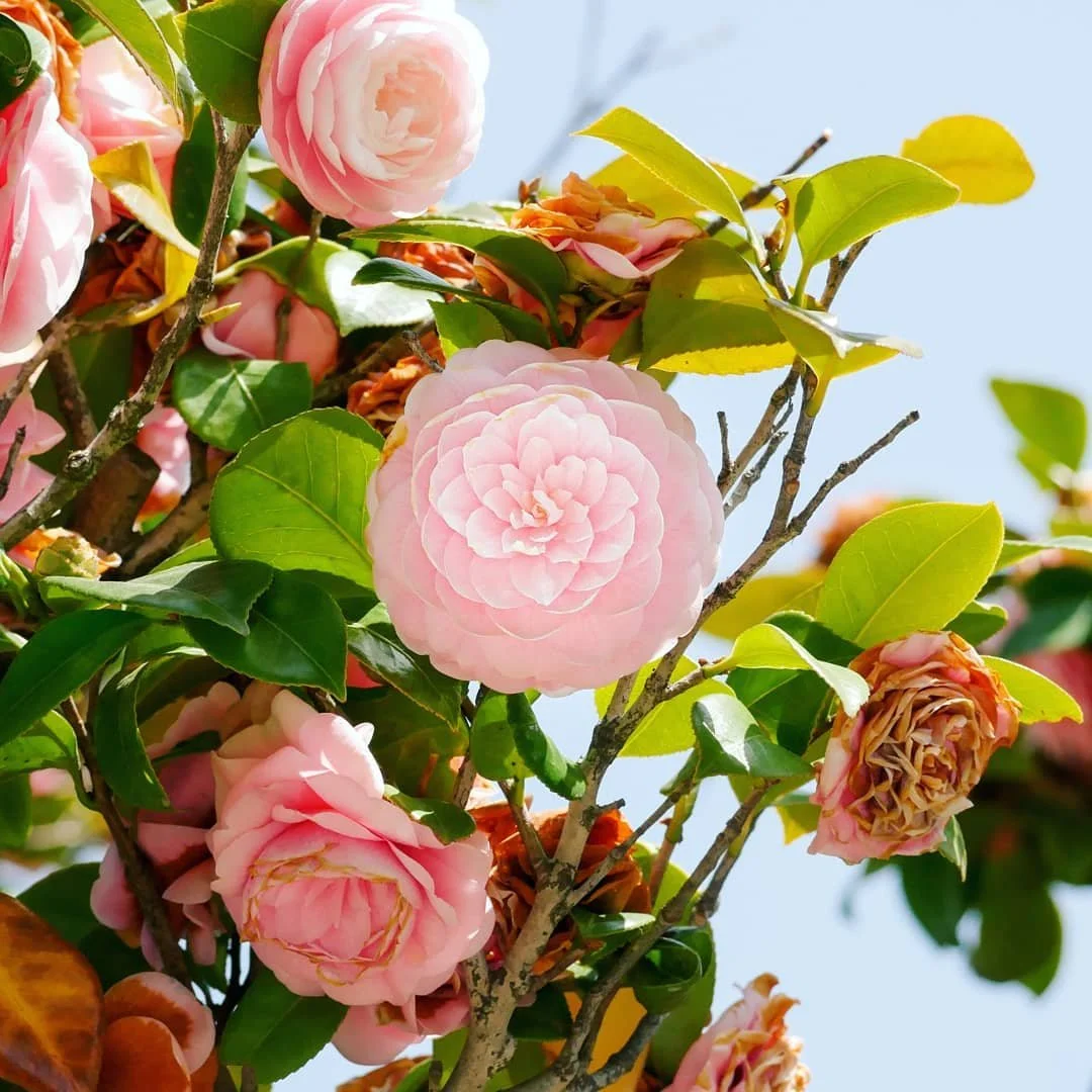 more nice flowers

#photography #flowers #pink #whatfloweristhat
