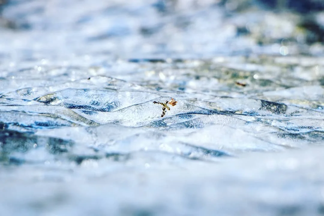 ice ice baby

#ice #flower #photography #blue #detail