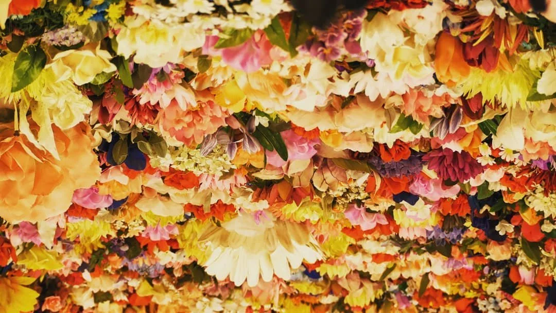 Picking flowers

#photography #flowers #summer