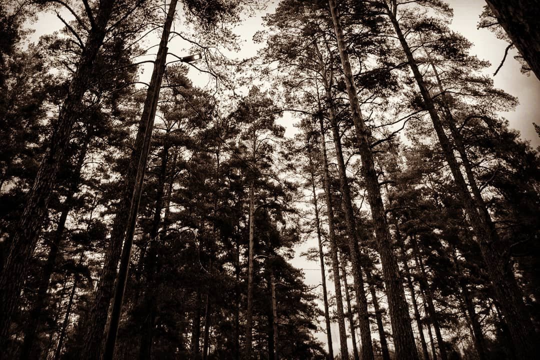 Beware of the woods

#photography #forest #trees