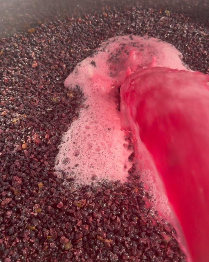Red assemblage V2025 coming along well. This week saw a portion of this year&rsquo;s red fruit go through ferment &amp; the basket press. Looking nice with bright red fruits along with firm yet fine tannins.

#barossa #wine #barossawine #whispersofch