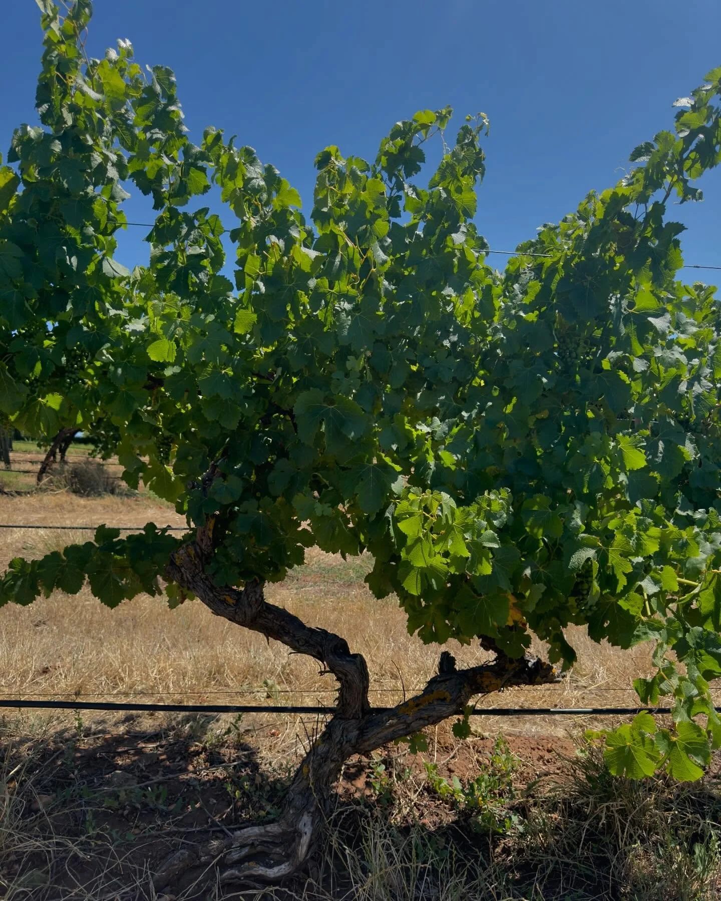 Onwards and upwards in 2025 🍇 

2024 consisted of the completion of my second year within the bachelor of viticulture and oenology degree. During this time, I have been able to make life long friendships and grow a deep appreciation for wine science