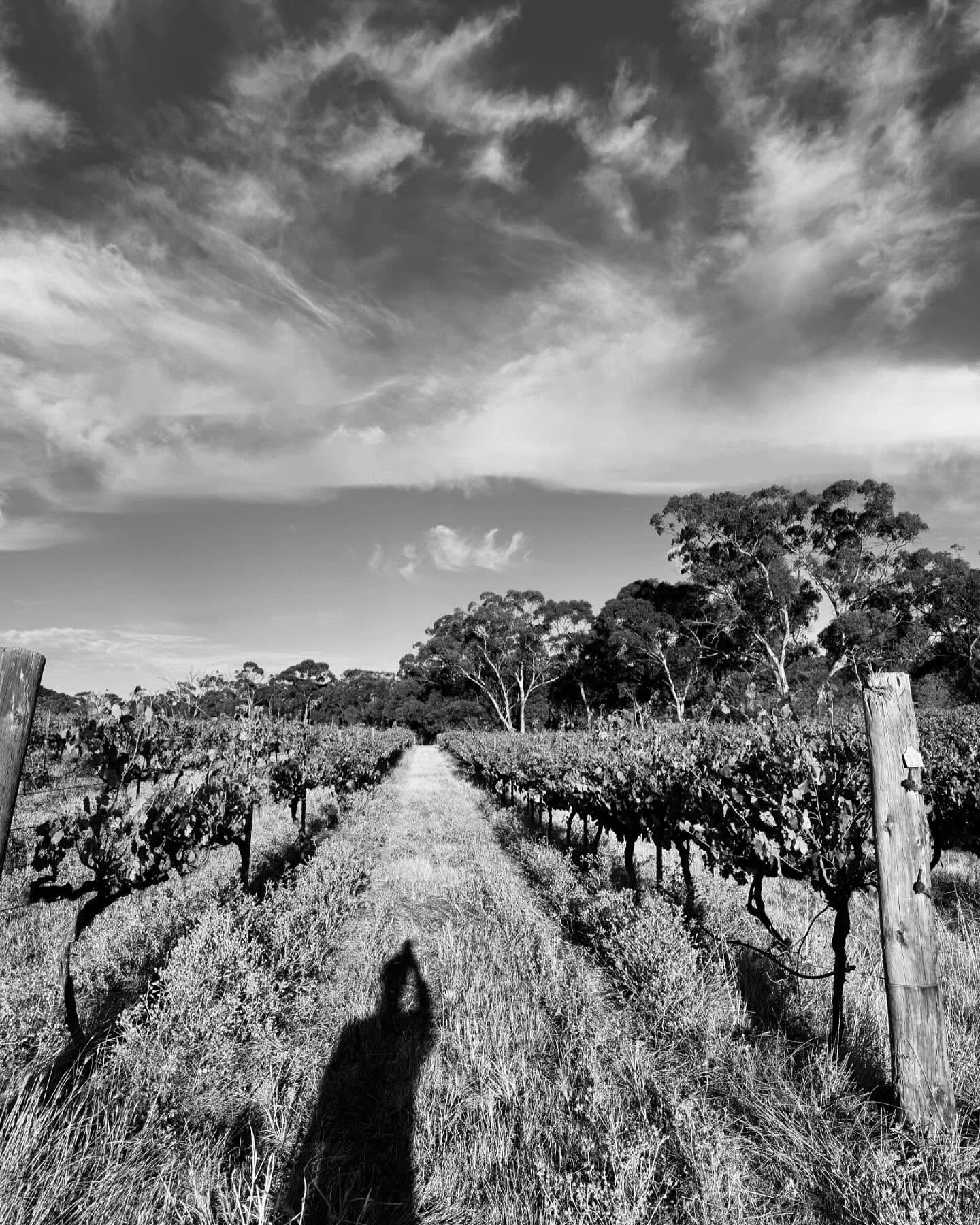 Chasing flavour &hellip; 

#barossa #barossawine #barossavalley #wine #whispersofchaos